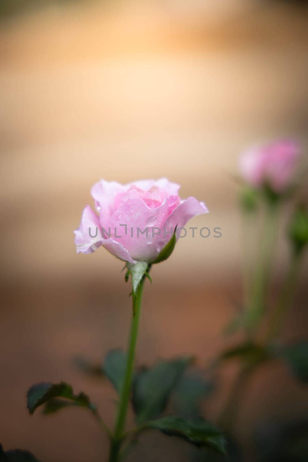 Roses in the garden, Roses are beautiful with a beautiful sunny day.