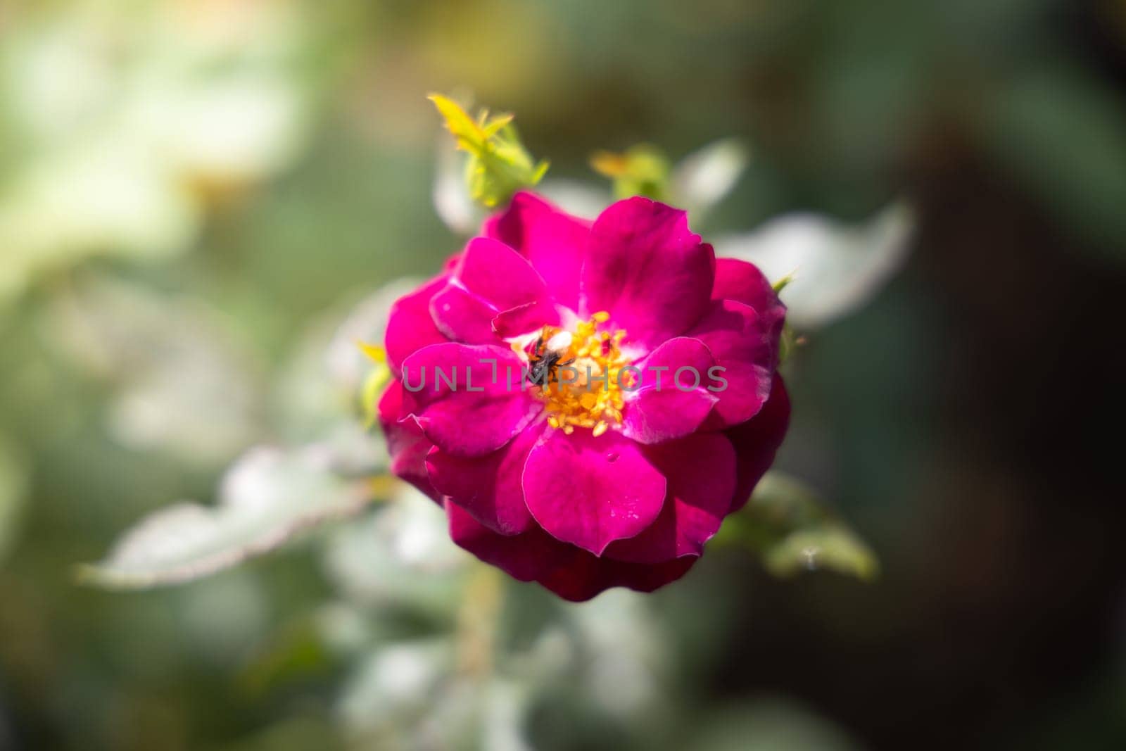 Roses in the garden, Roses are beautiful with a beautiful sunny day.