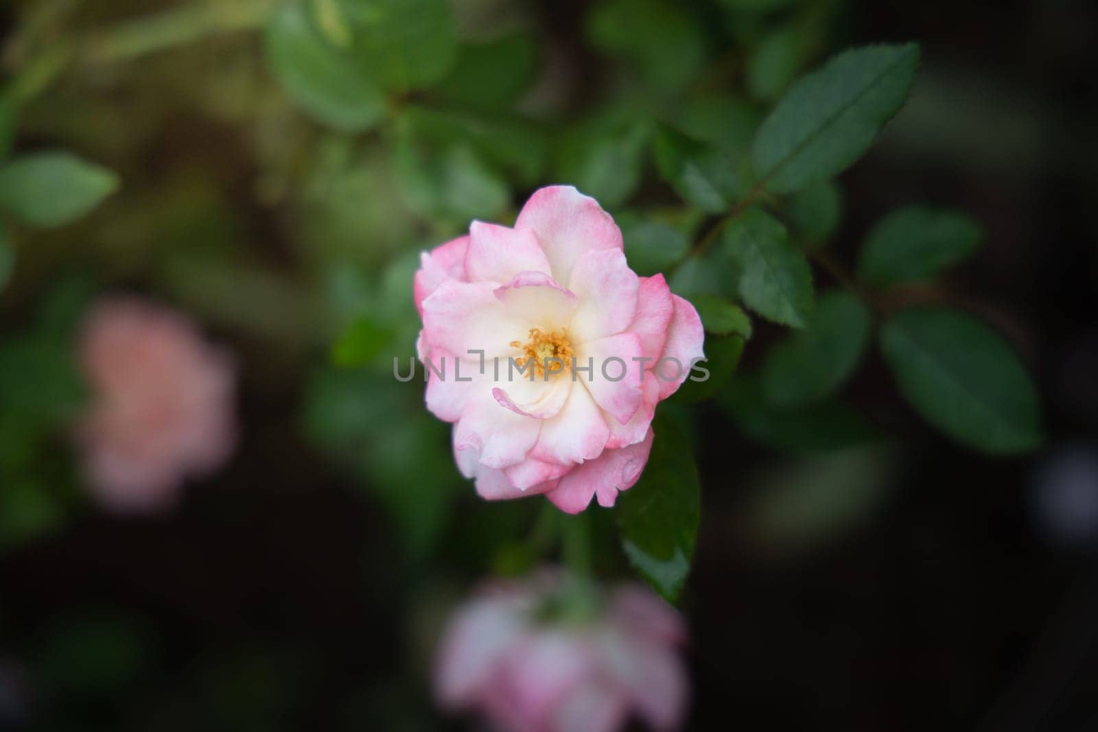 Roses in the garden, Roses are beautiful with a beautiful sunny day.