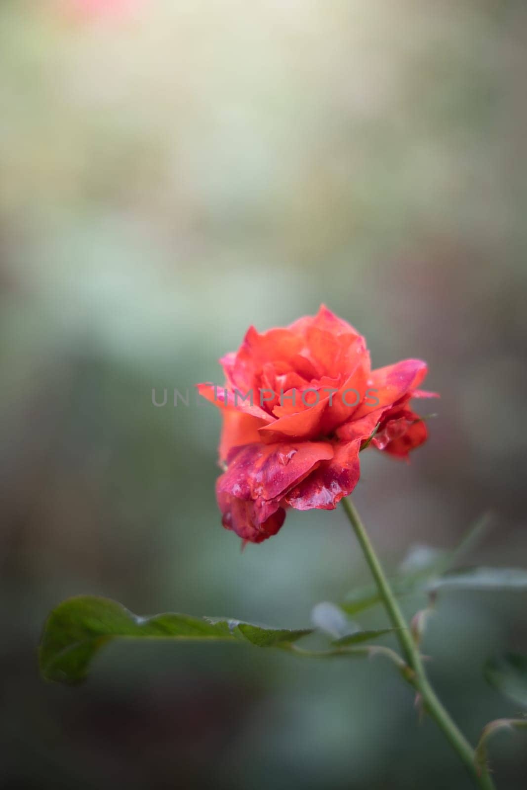 Roses in the garden, Roses are beautiful with a beautiful sunny day.