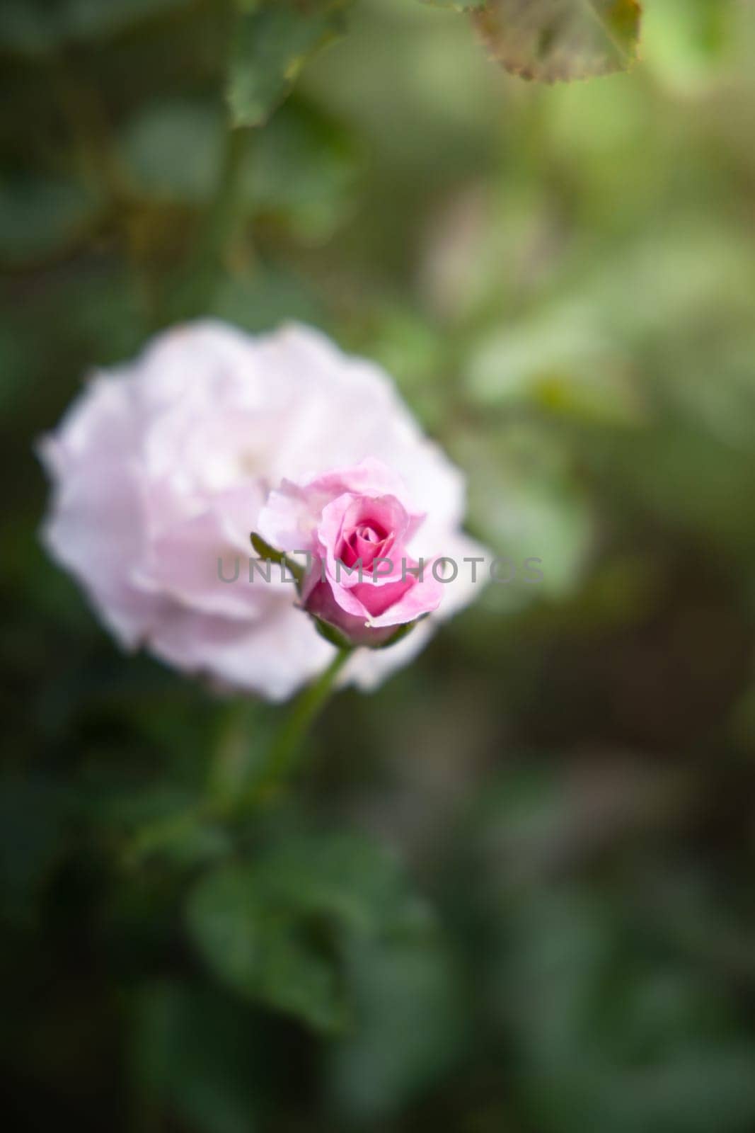 Roses in the garden, Roses are beautiful with a beautiful sunny day.