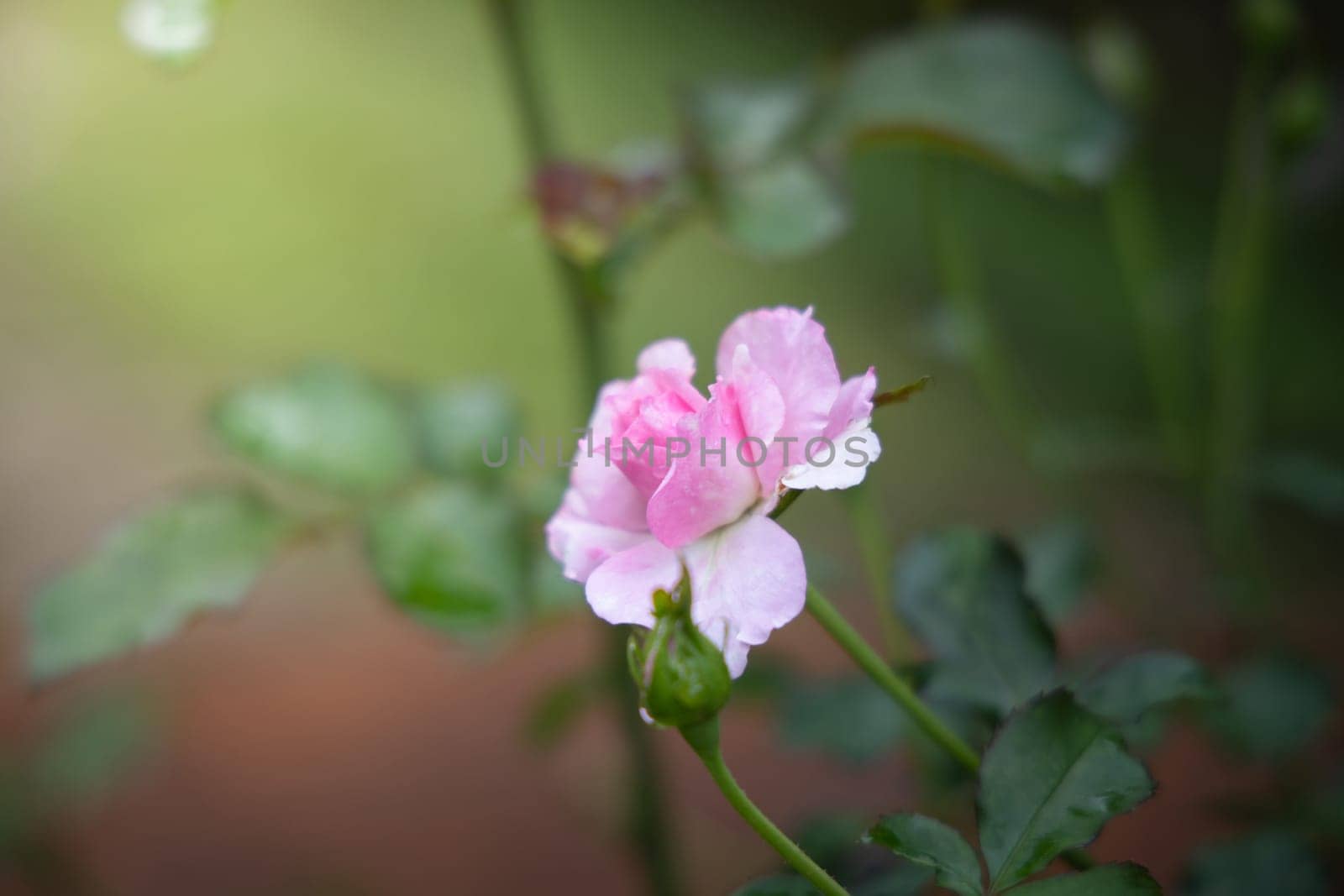 Roses in the garden, Roses are beautiful with a beautiful sunny day.