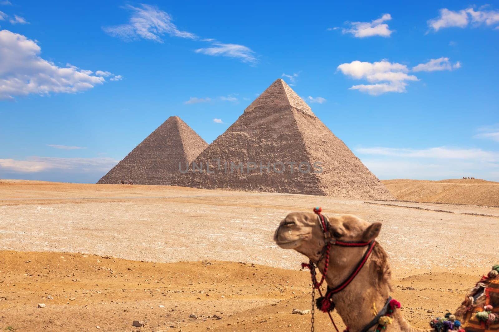 Giza Pyramids and a funny camel, Egypt.