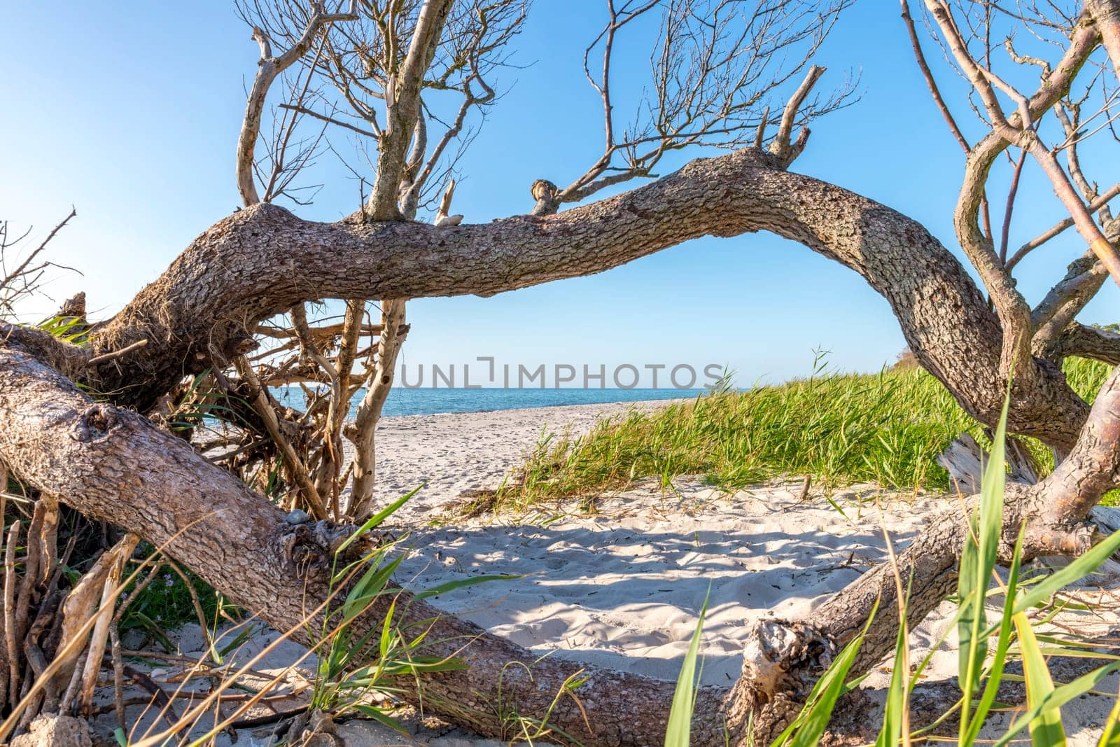 Pine forest on the German Baltic coast with dunes, grass and sand