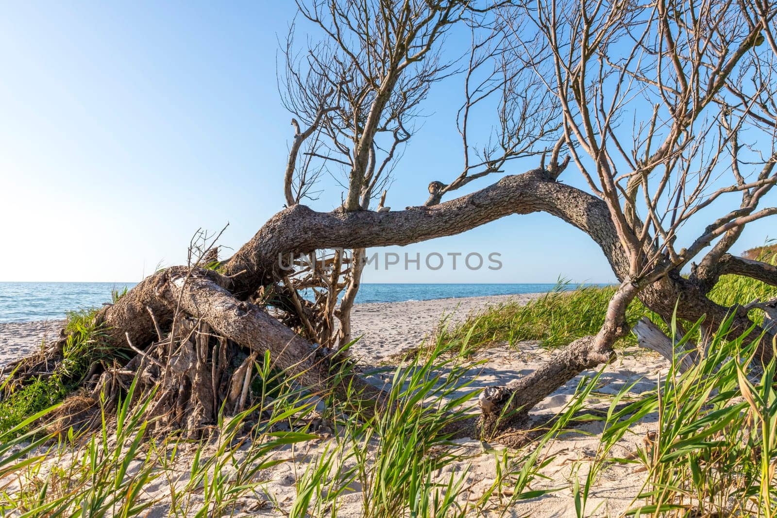Pine forest on the German Baltic coast with dunes, grass and sand