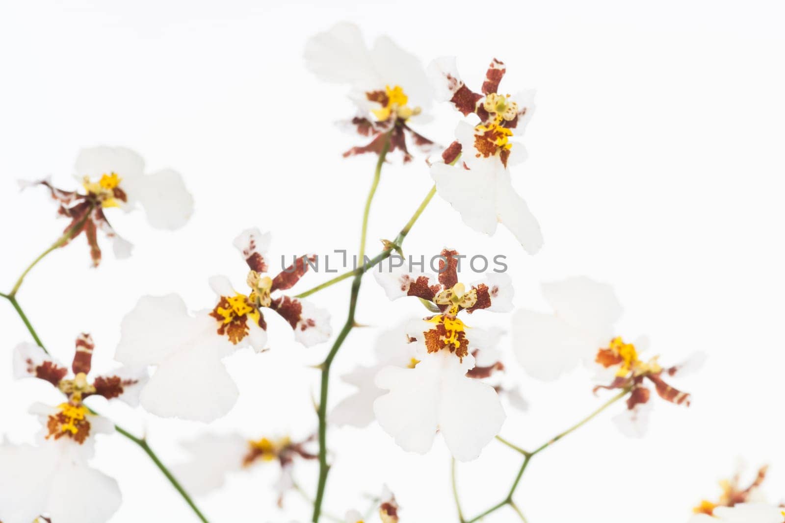 White Oncidium dancing lady orchids
