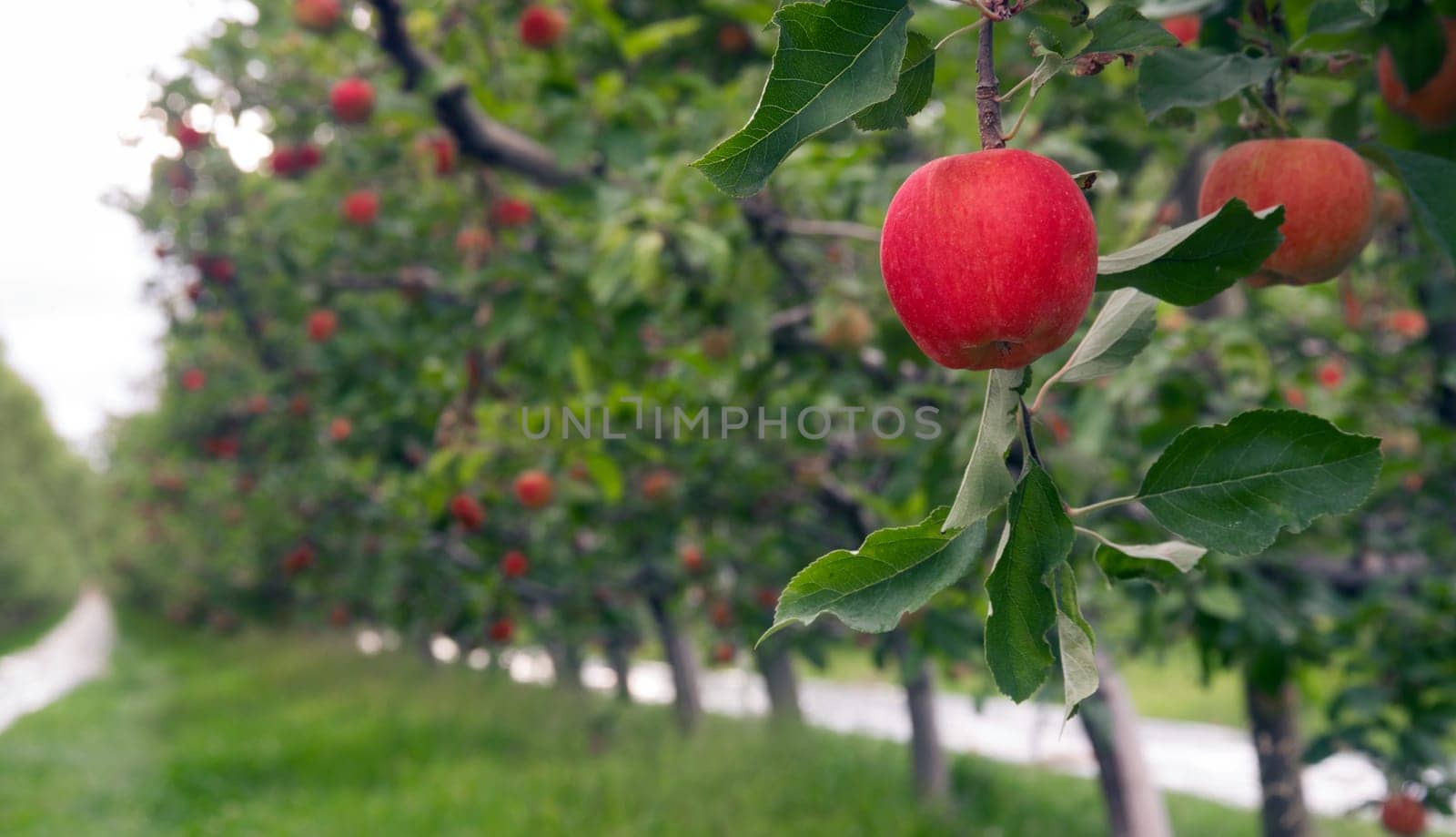 Apples hang in the orchard waiting to ripen