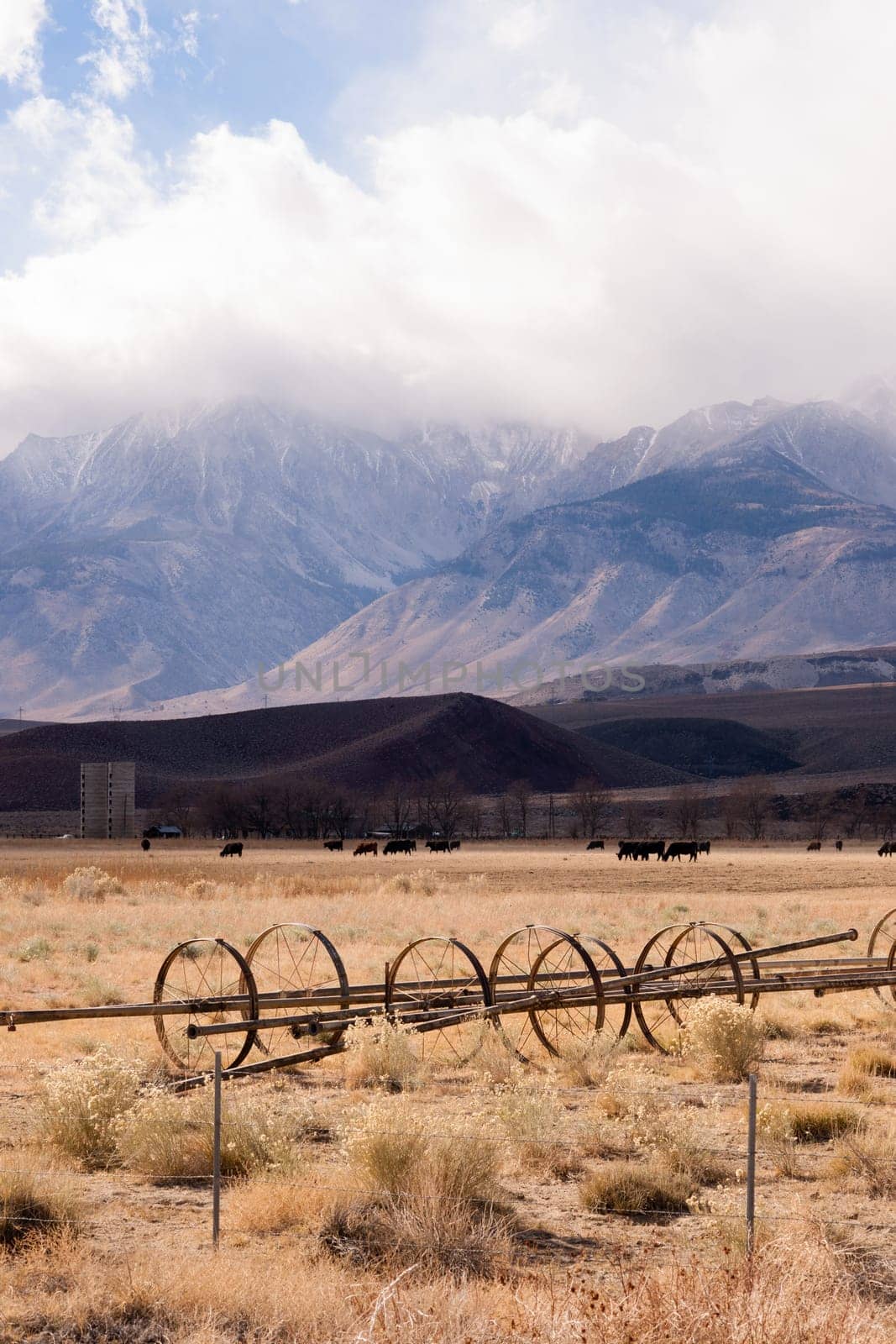 Irrigation equipment stands in the forground of this ranch image cattle in background