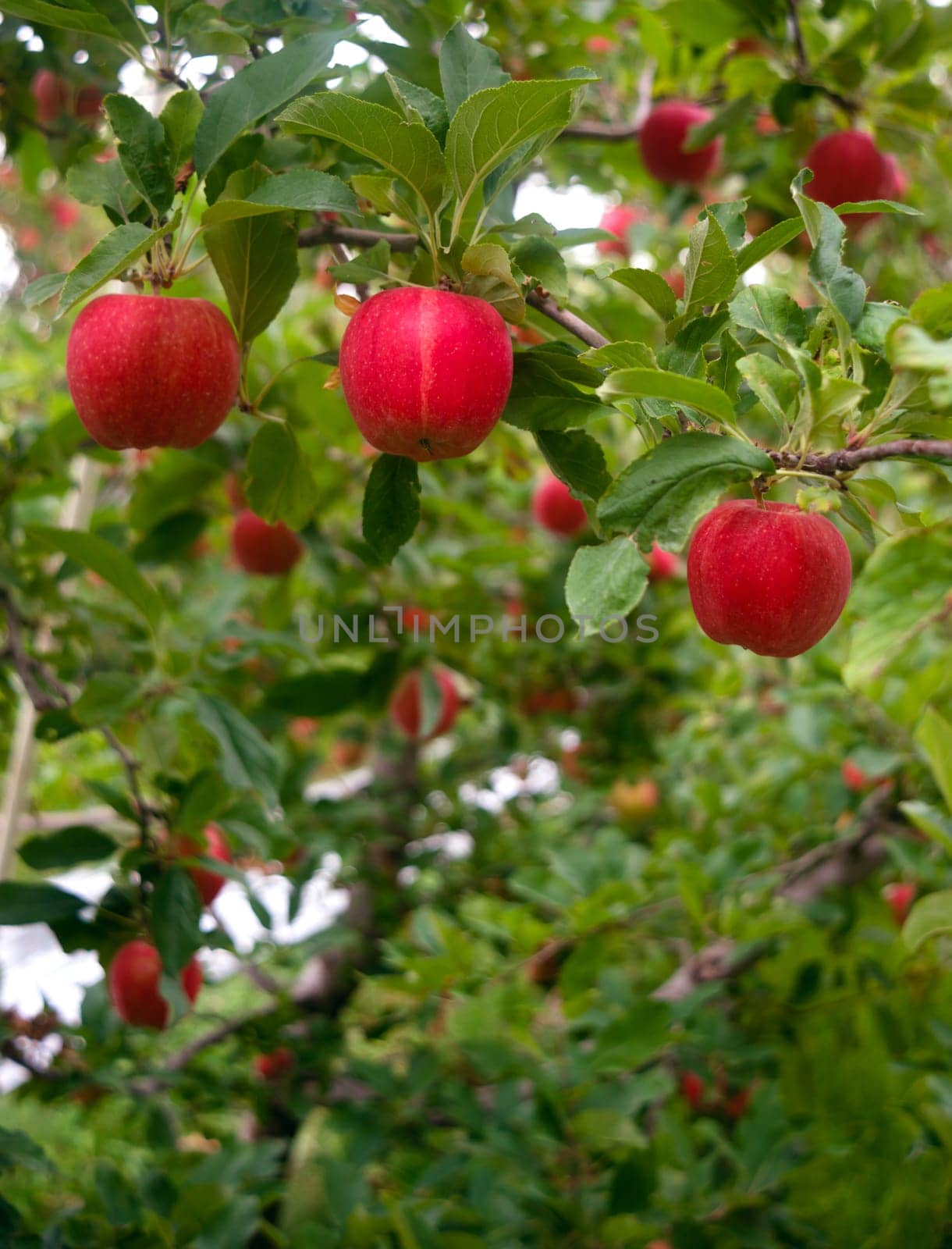 Apples hang in the orchard waiting to ripen