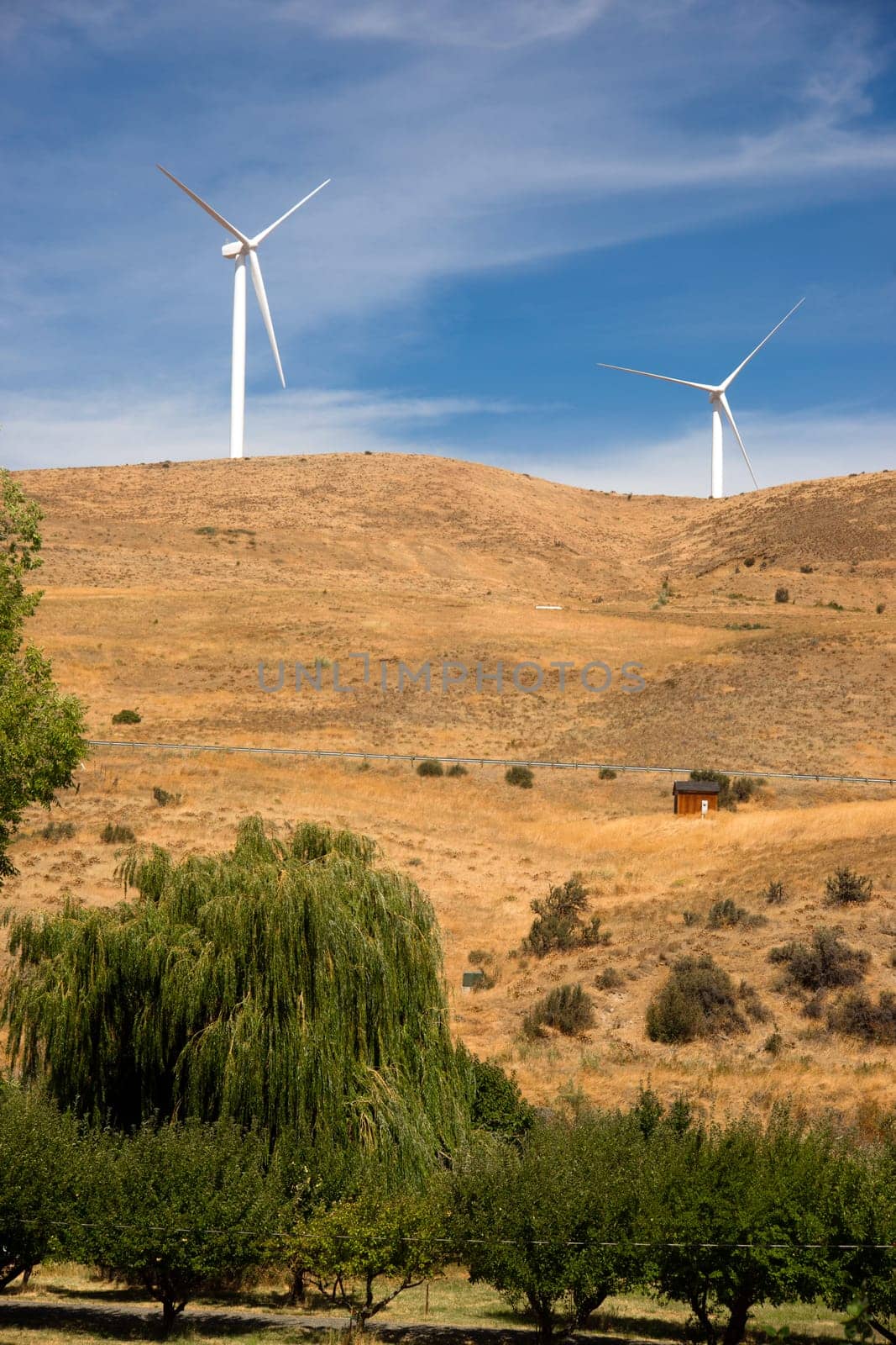 Trees and hillside with wind generators