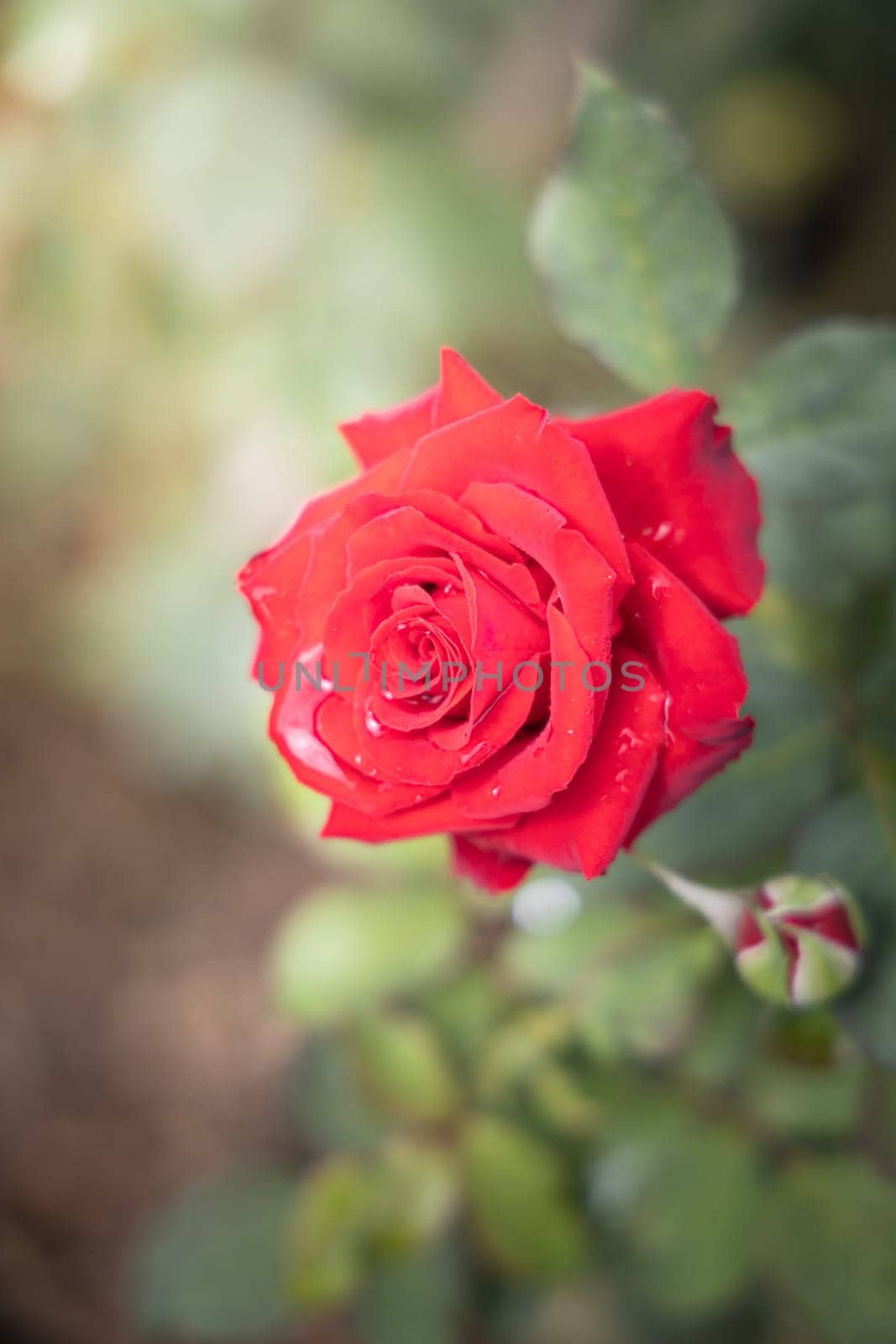 Roses in the garden, Roses are beautiful with a beautiful sunny day.