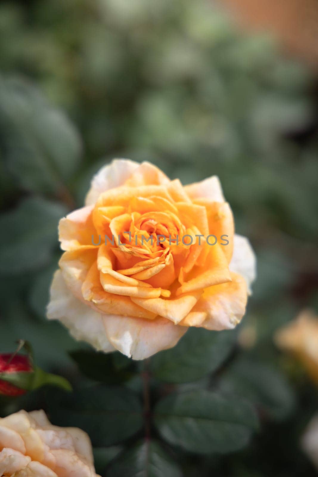 Roses in the garden, Roses are beautiful with a beautiful sunny day.