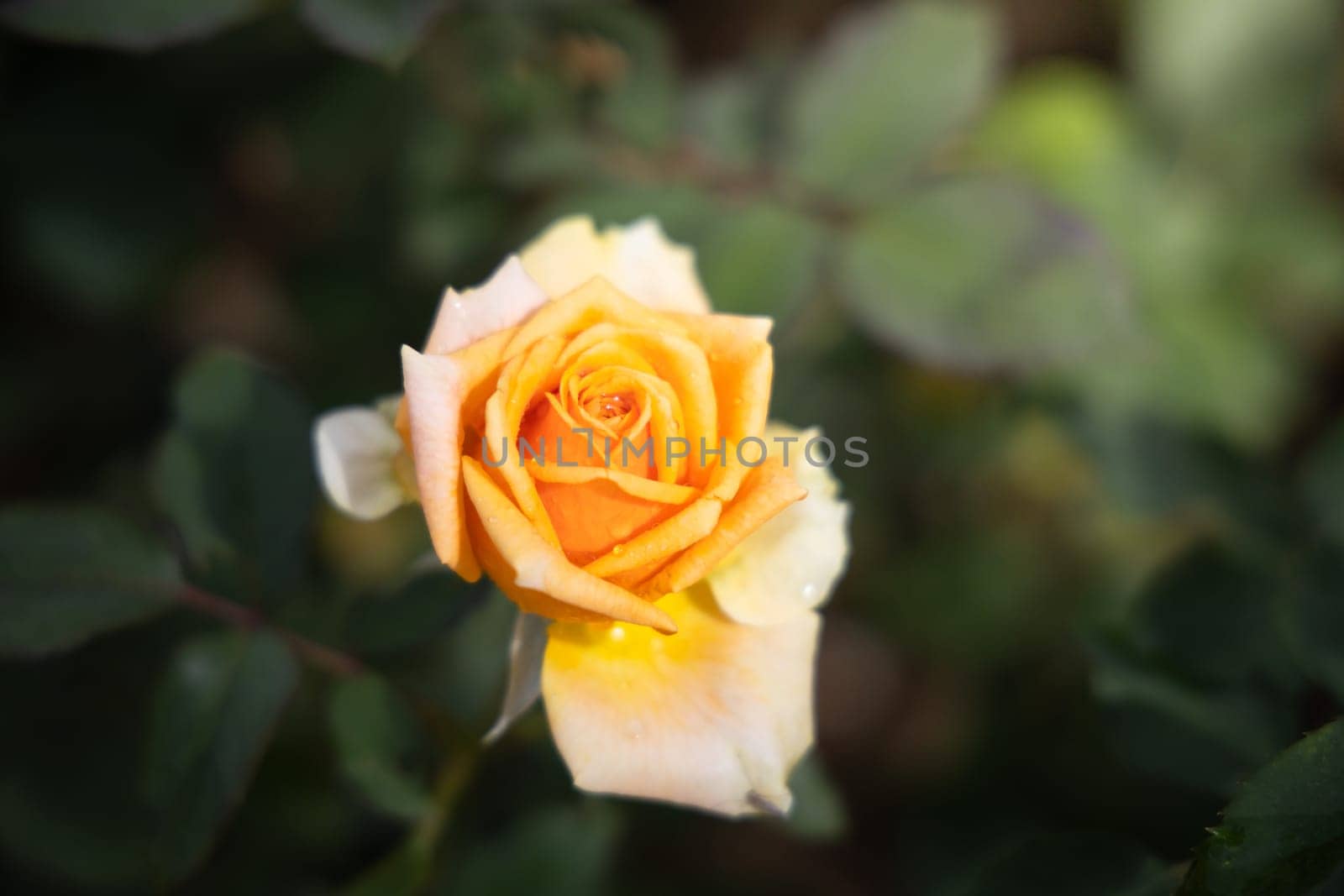 Roses in the garden, Roses are beautiful with a beautiful sunny day.