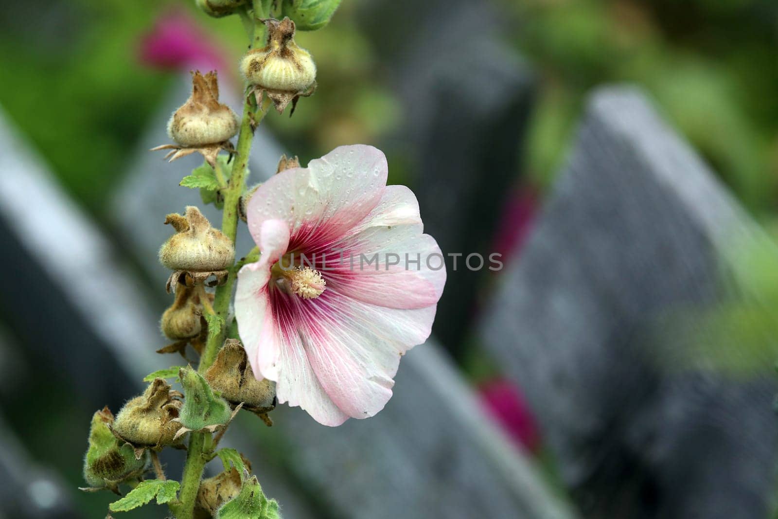 Hollyhock Alcea rosea in the cottage garden