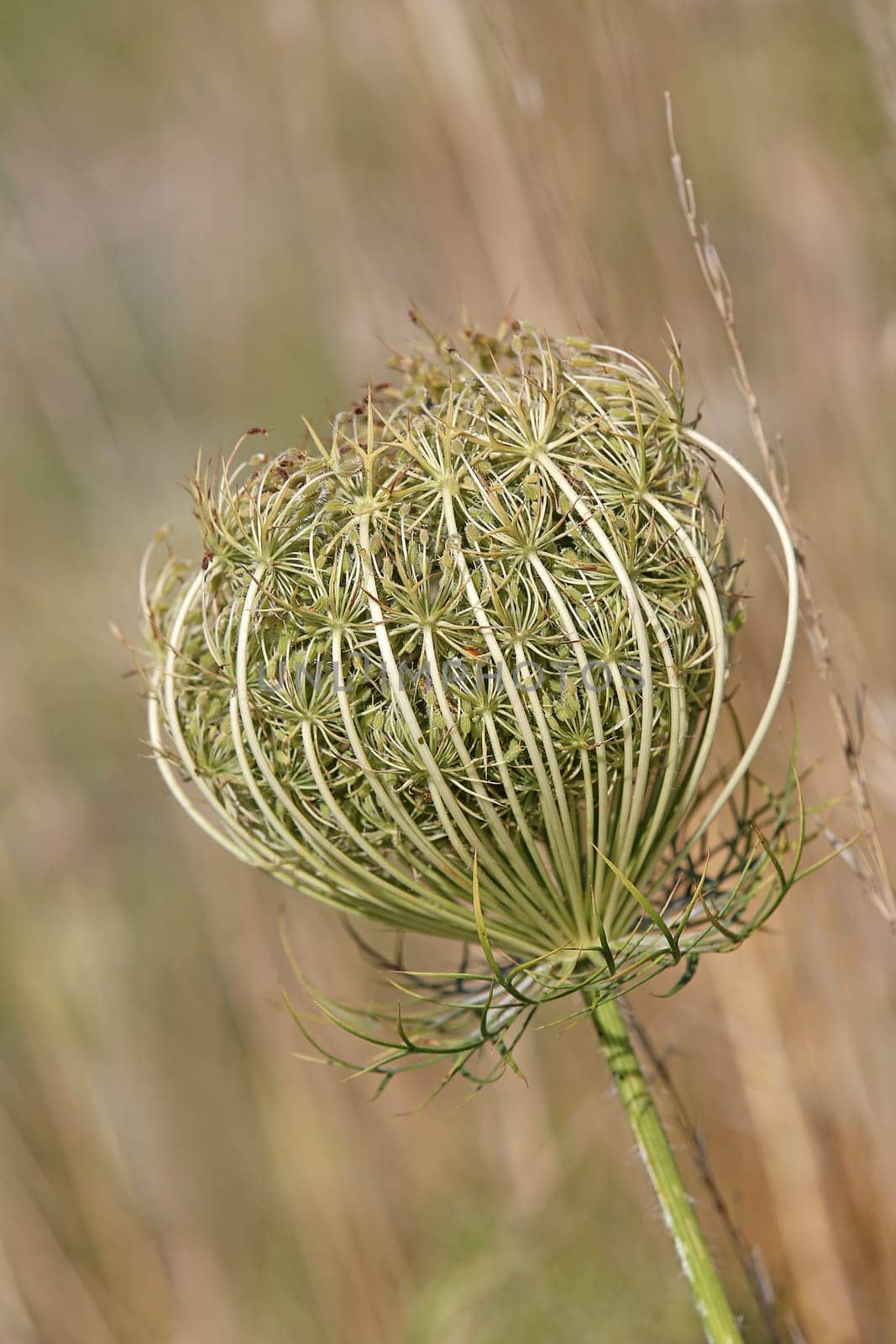 Inflorescence of the wild carrot Daucus carota