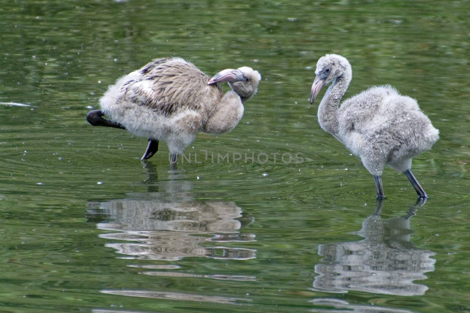 young flamingos