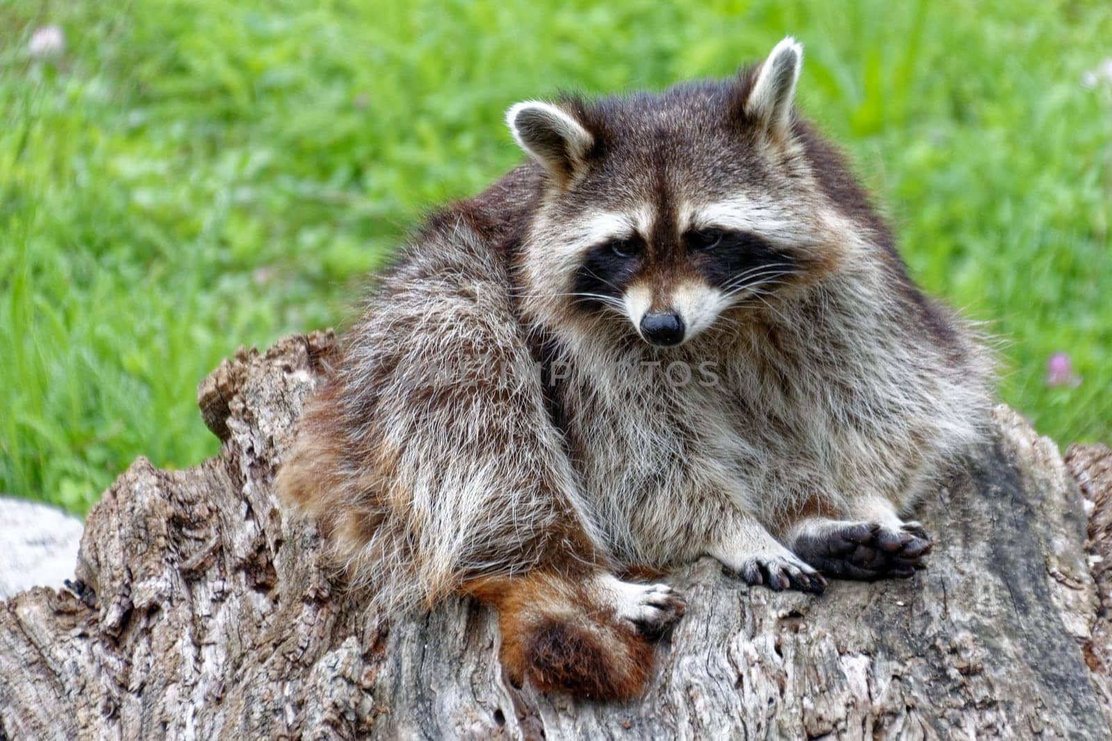 Raccoon