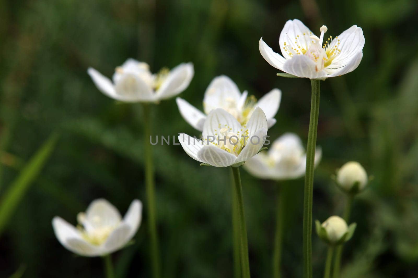 Marsh heart leaf Parnassia palustris