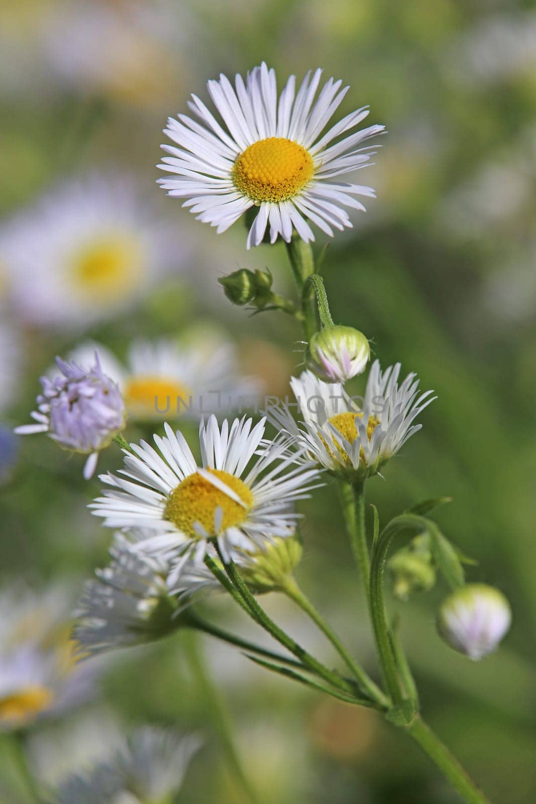 White herb or annual herb also fine jet Erigeron annuus
