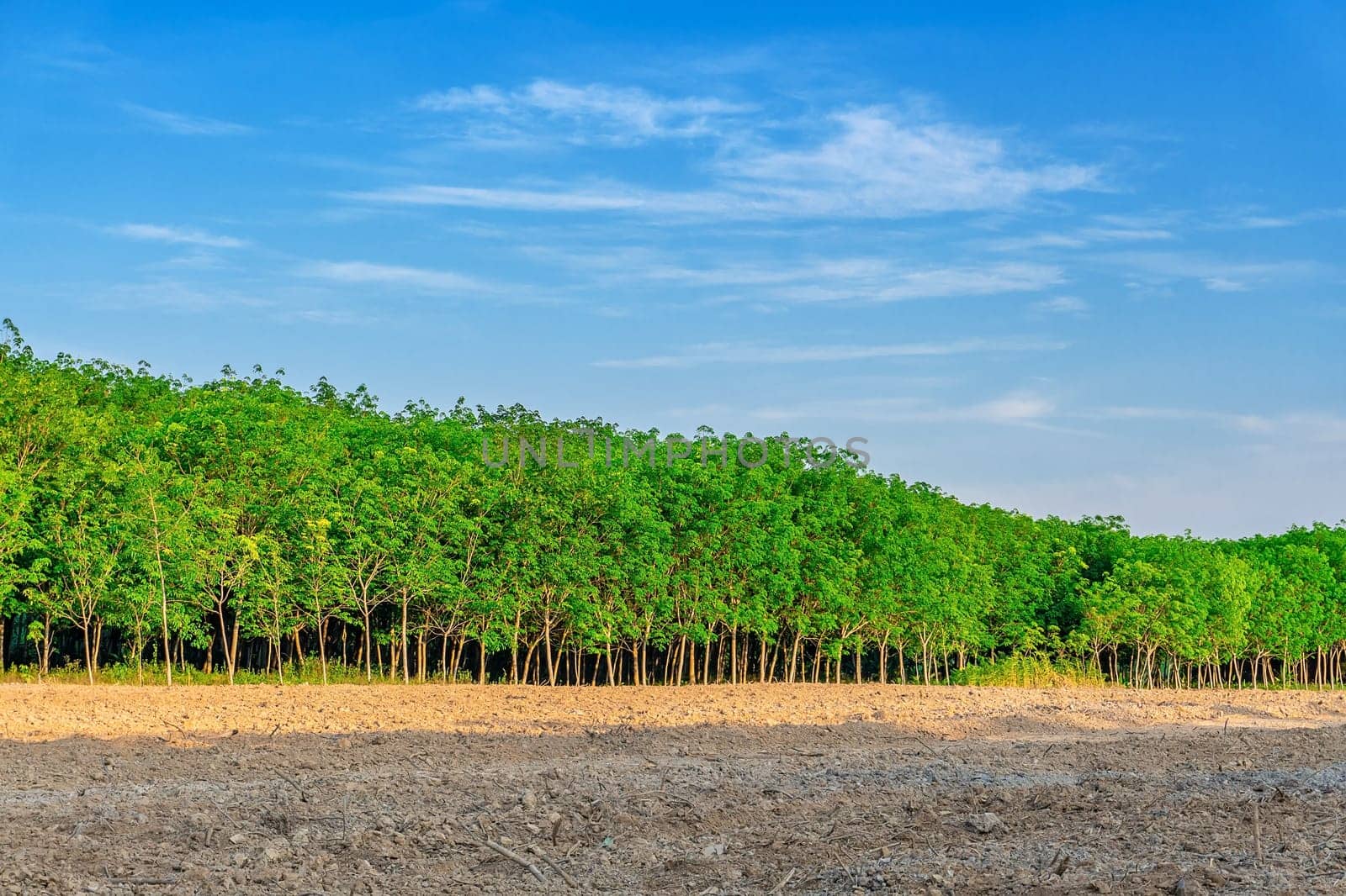 Para rubber tree, latex rubber plantation and tree rubber in southern Thailand