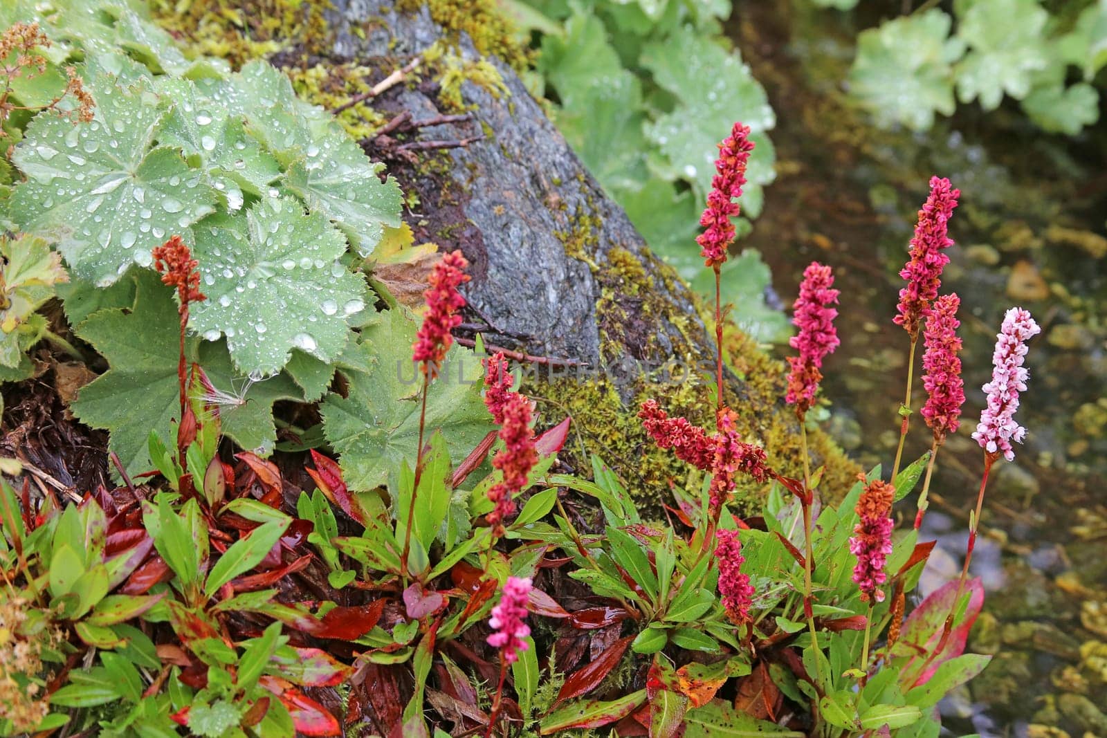 Snake knotweed and lady's mantle at the stream
