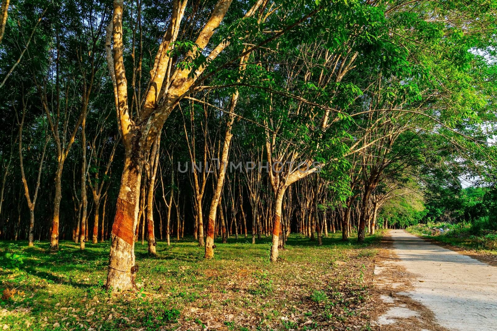 Latex rubber tree plantation or tree rubber in southern Thailand, Para rubber tree garden