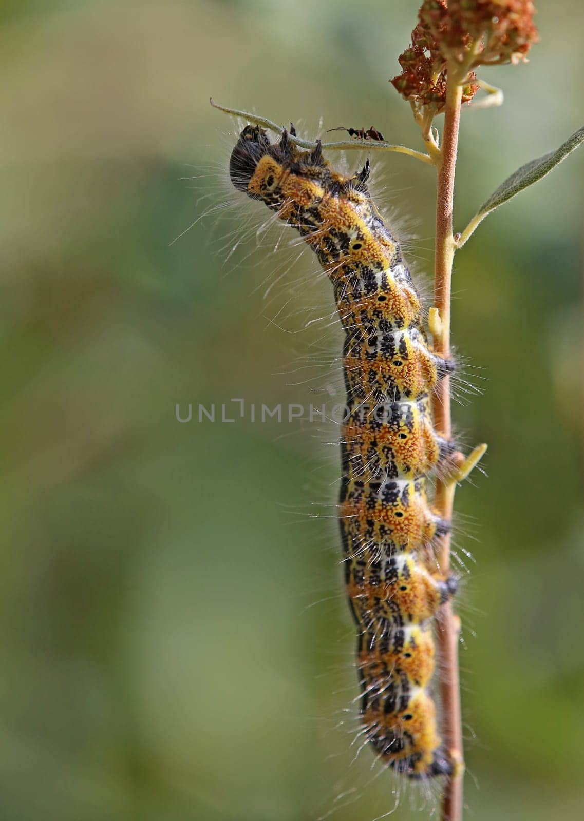 Caterpillar of the moonbird Phalera bucephala