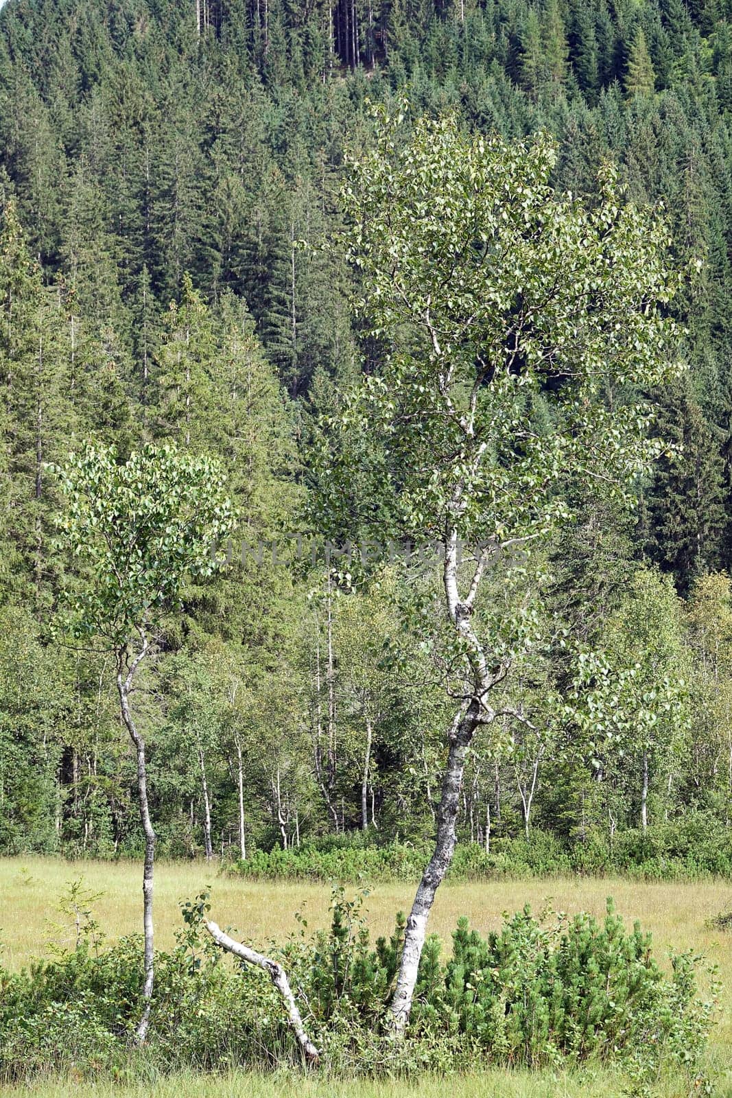 Birches in the Wasenmoos near Mittersill