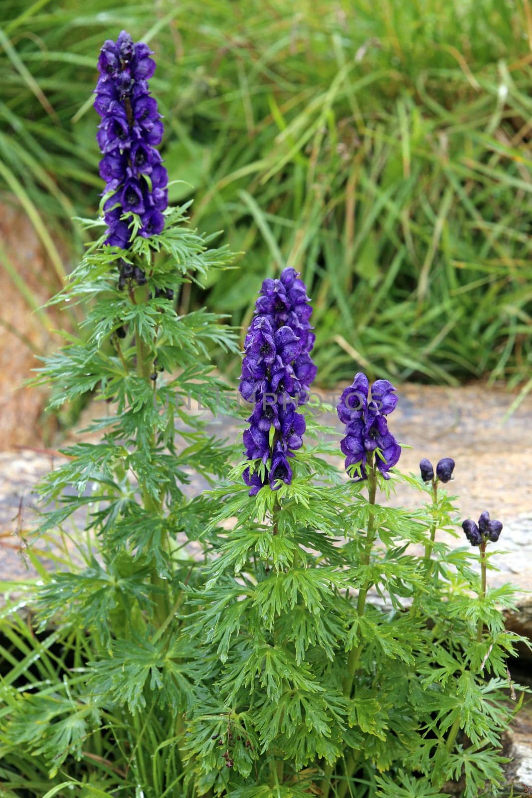 Tauern monkshood Aconitum tauricum