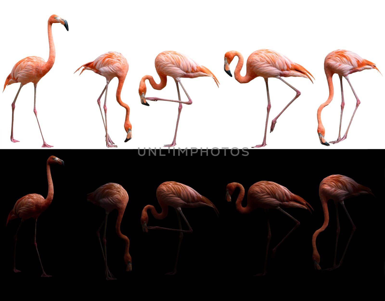american flamingo bird (Phoenicopterus ruber) on dark and white background