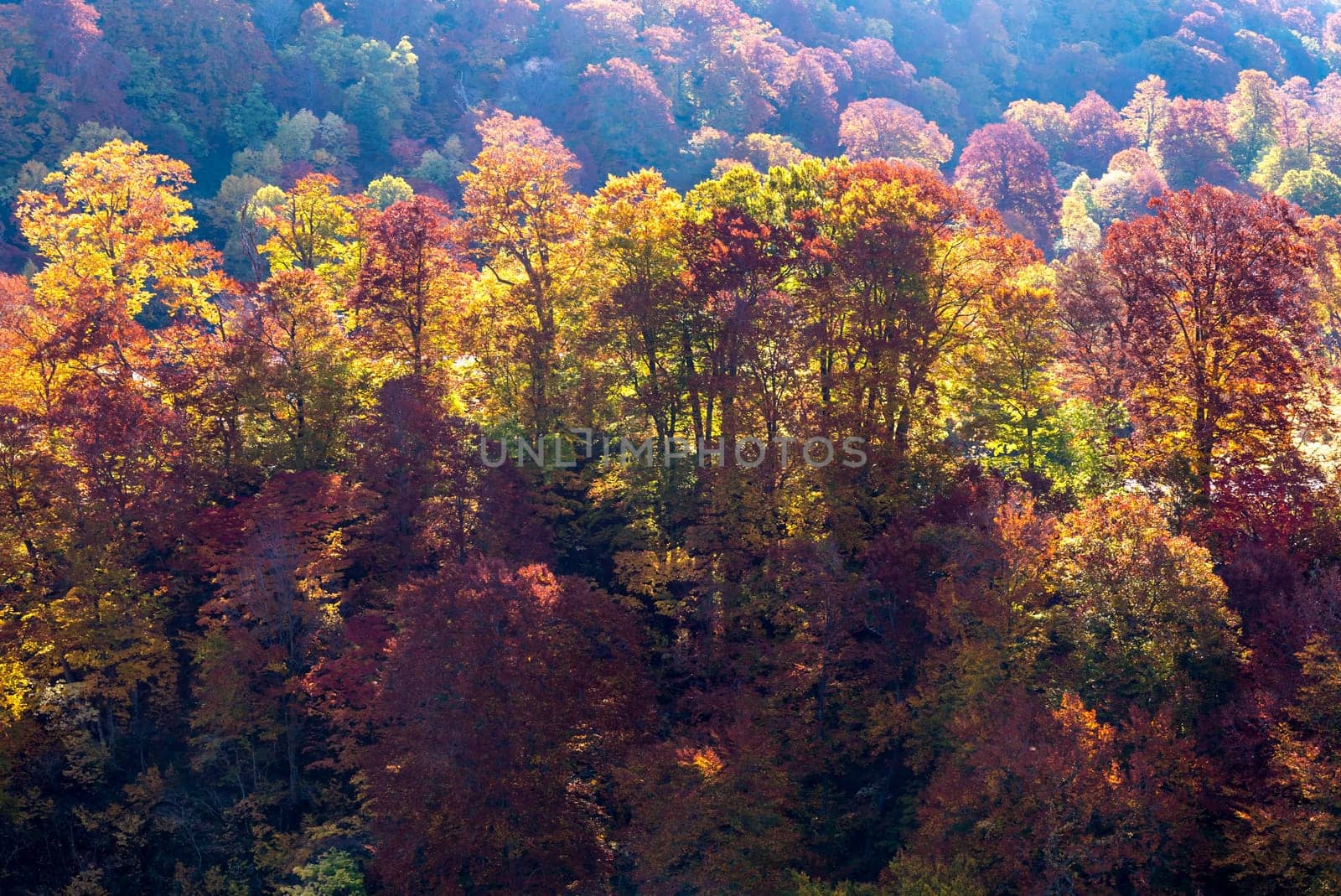 Sunset red leaf autumn fall season for Forest wodland in Akita Tohoku Japan