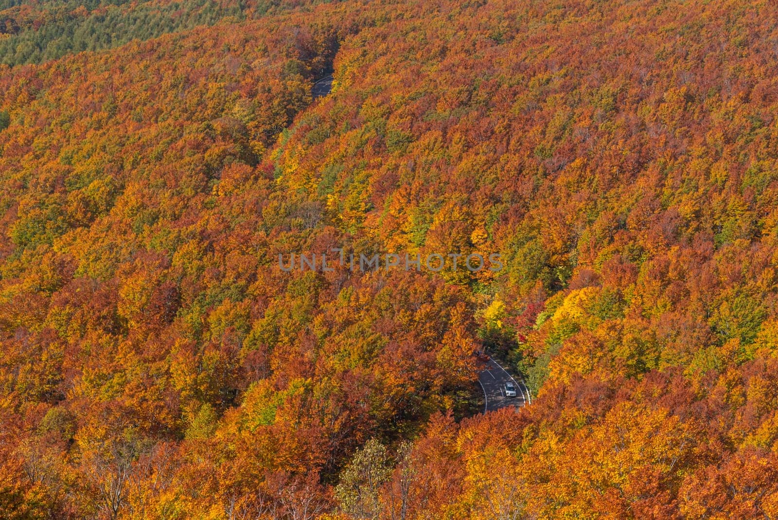 Aerial view of red leaf autumn fall season for Forest wodland in Aomori Tohoku Japan
