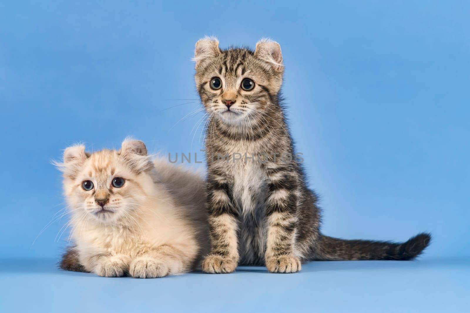 Two pedigree cats American Curl (Felis silvestris catus),Shorthair and Longhair,black tabby blotched and blue tabby point,10 weeks