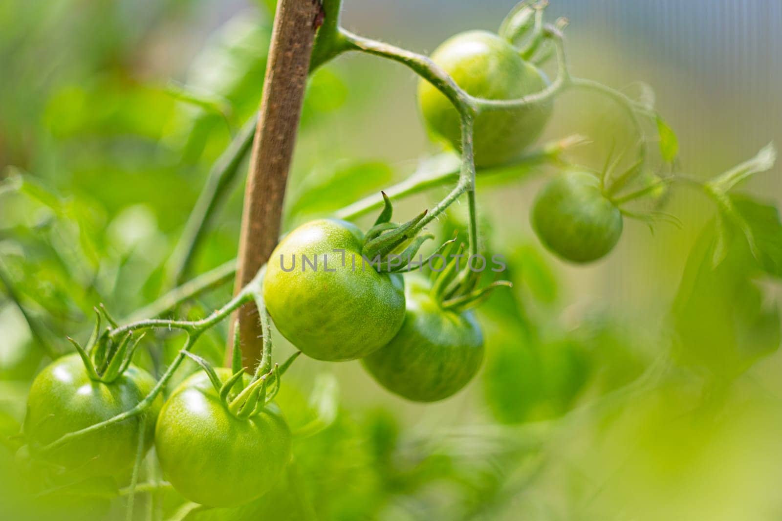 Green unripe tomatoes growing on branch