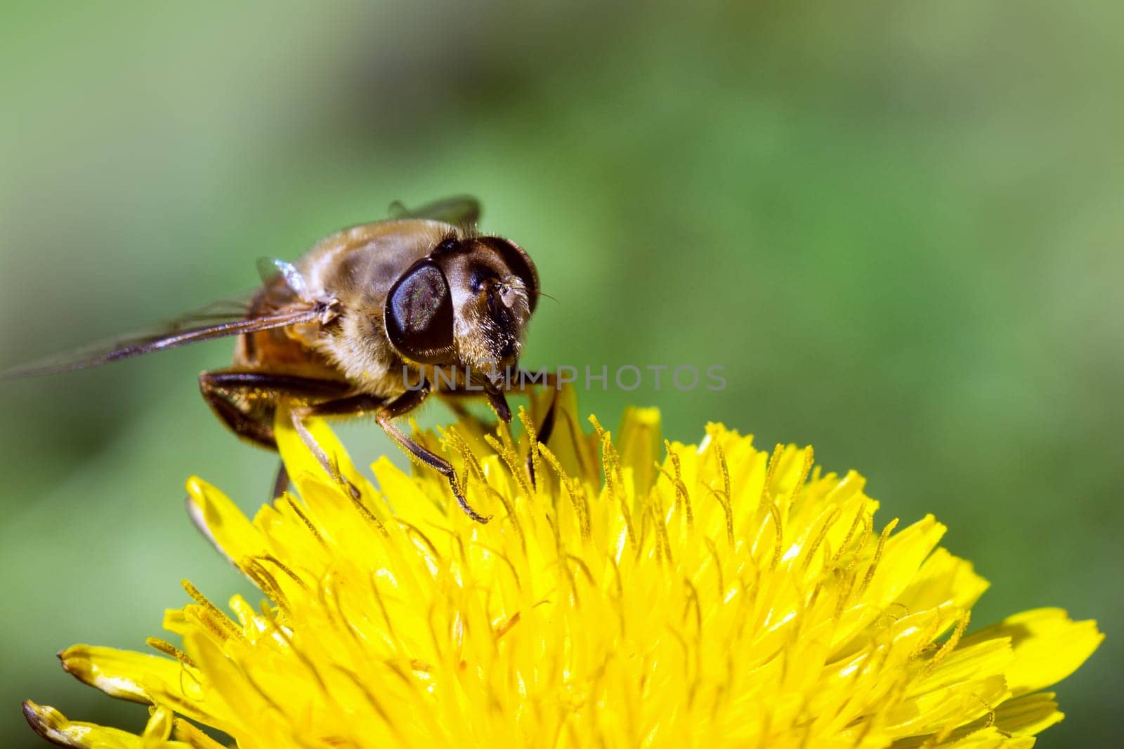 Bee on flower macro photo, springtime and pollination concept.