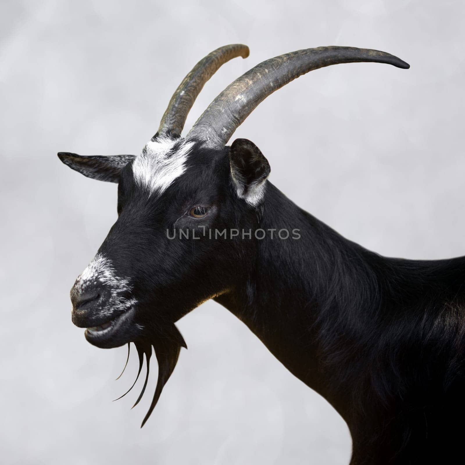Animal portrait of black goat with horns on gray background.