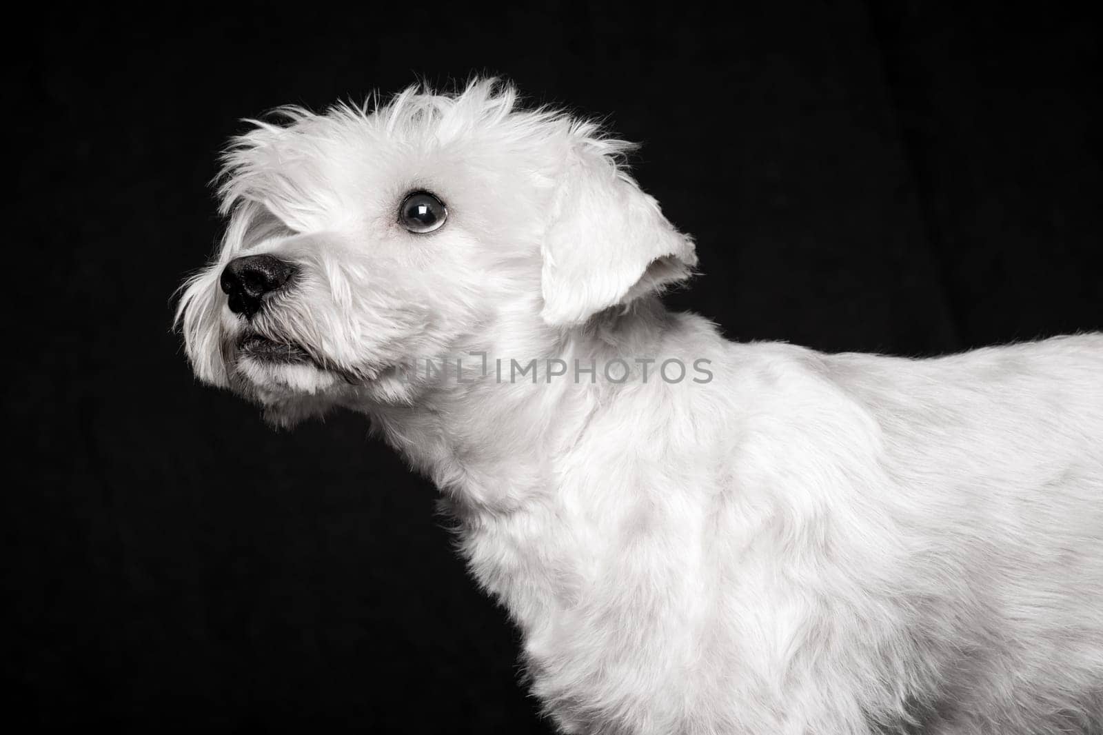 Animal portrait of white schnauzer dog on black background.
