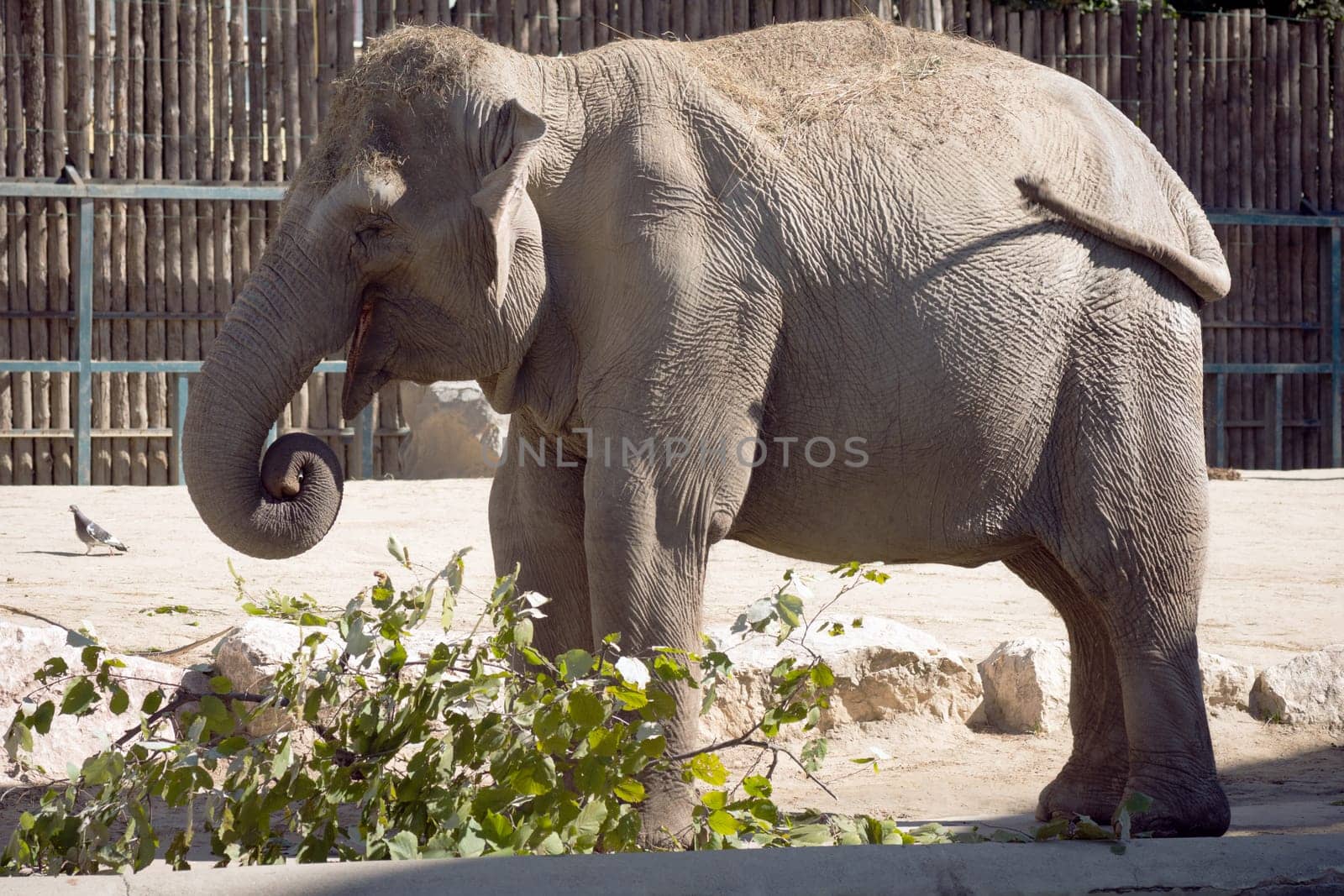 One big elephant is eating leaves in Zoo in Budapest.