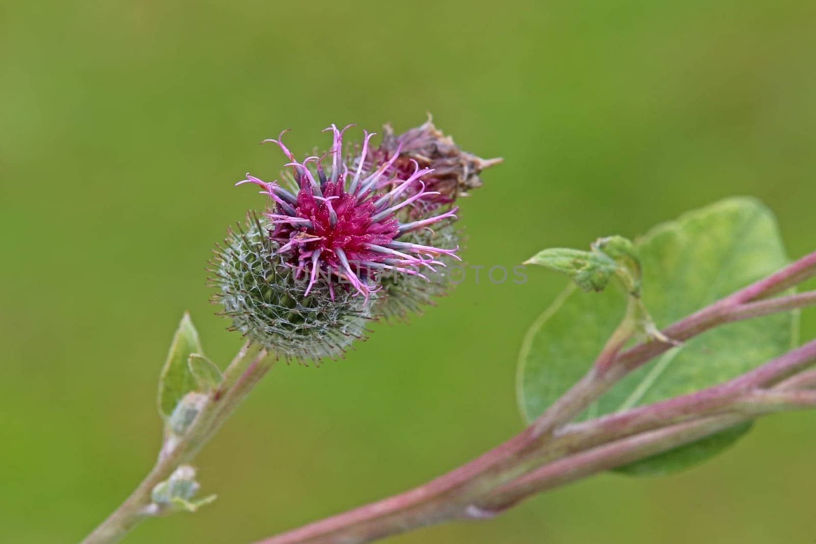 Inflorescence Burdock Arctium lappa
