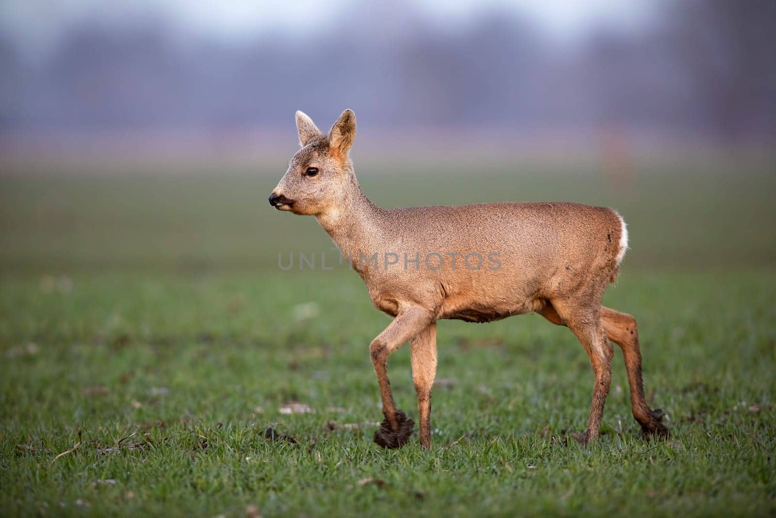 Horizontal side view of roe deer, capreolus capreolus, doe with winter fur walking on a field with mud on hooves in spring. Wild animal in muddy terrain.
