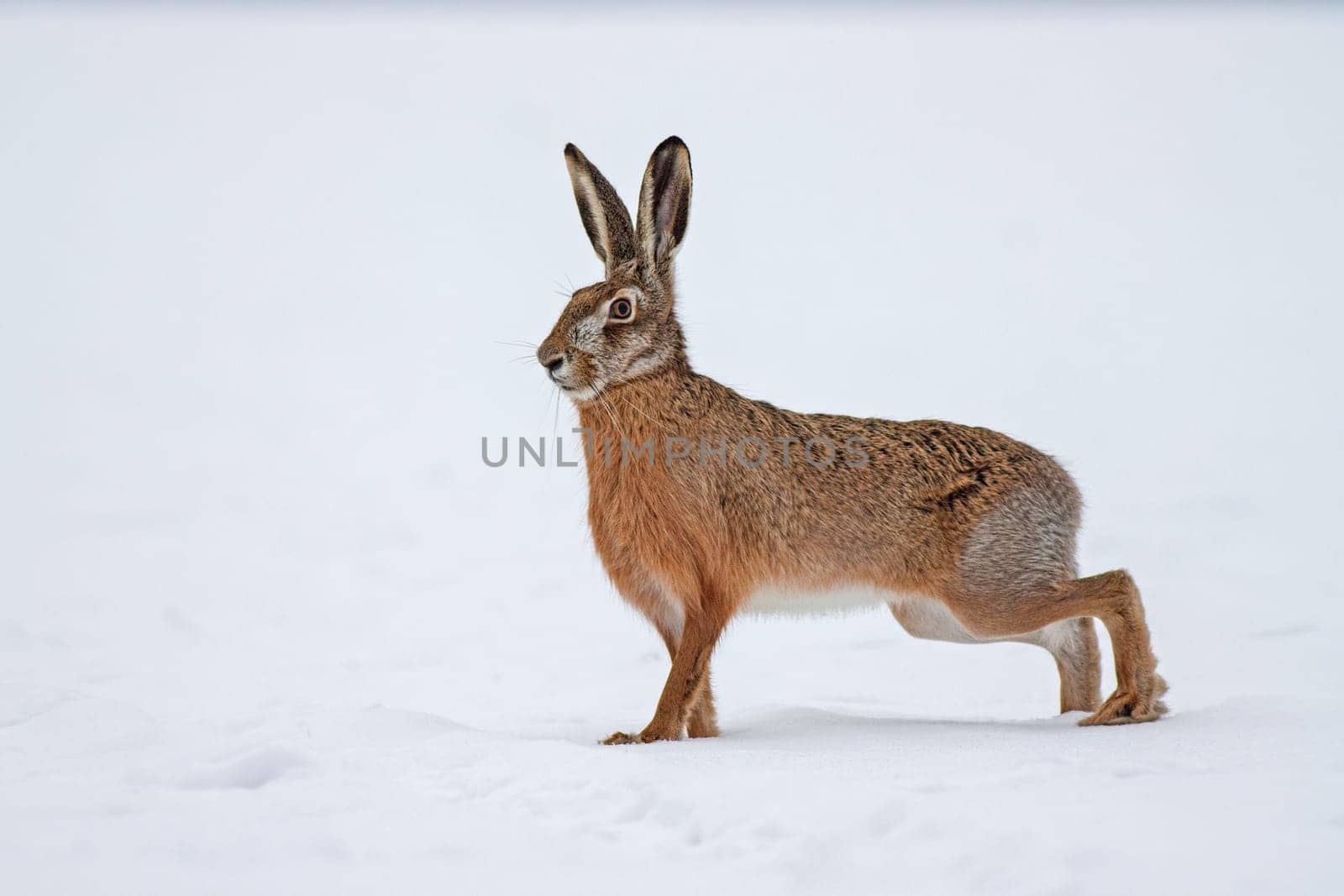 European brown hare, lepus europaeus, in winter with white background. Side view of one wild animal on field covered with snow.