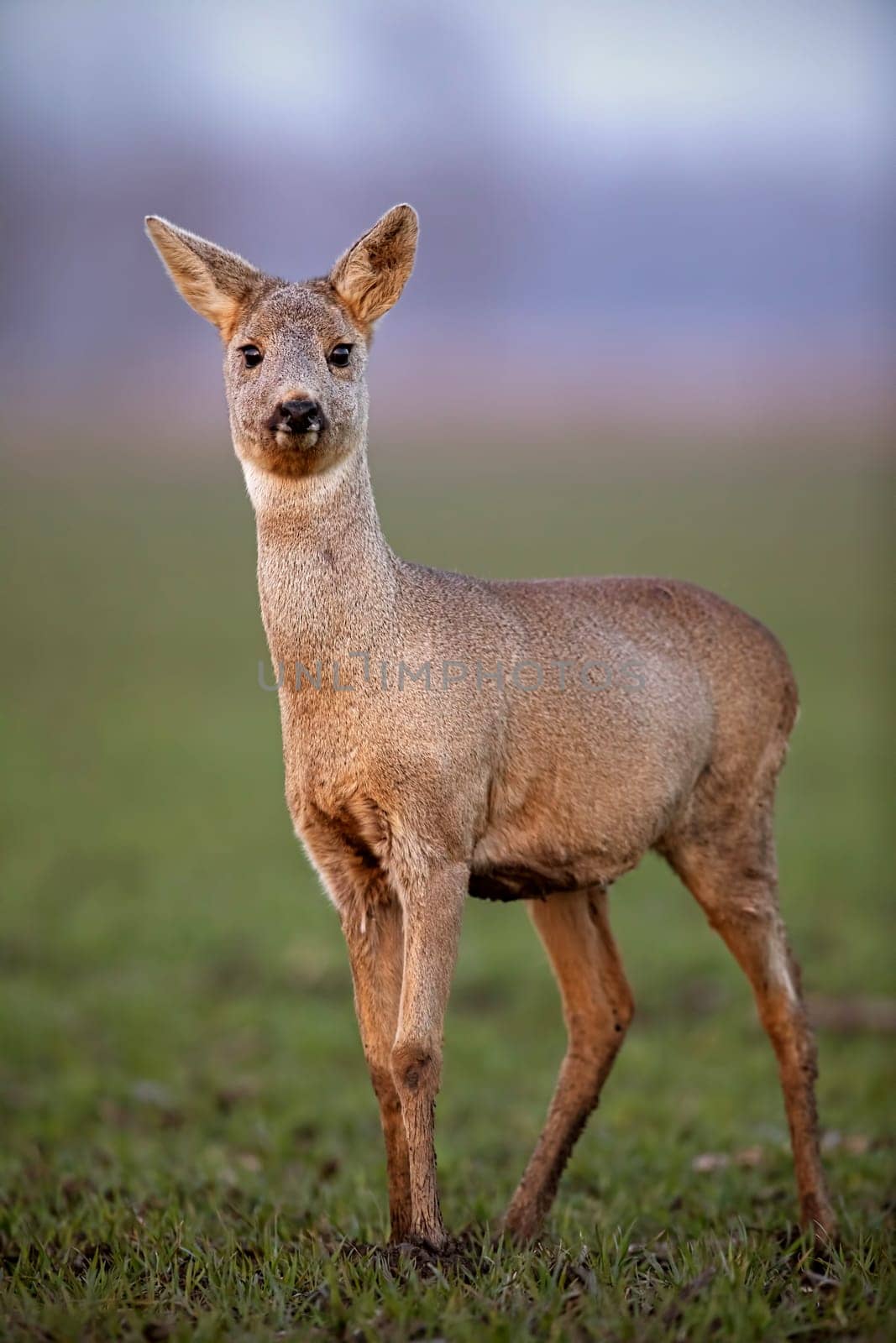 Vertical front view close-up of roe deer, capreolus capreolus, doe with winter fur walking on a field with mud on hooves in spring. Wild animal in muddy terrain.