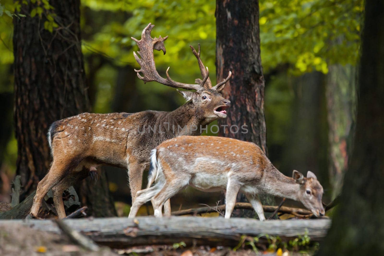 Couple of mammal fallow deer, dama dama, roaring with sniffing in the forest in the mating season. The male from the pair drive away enemy with female walking through wood with blurred background.