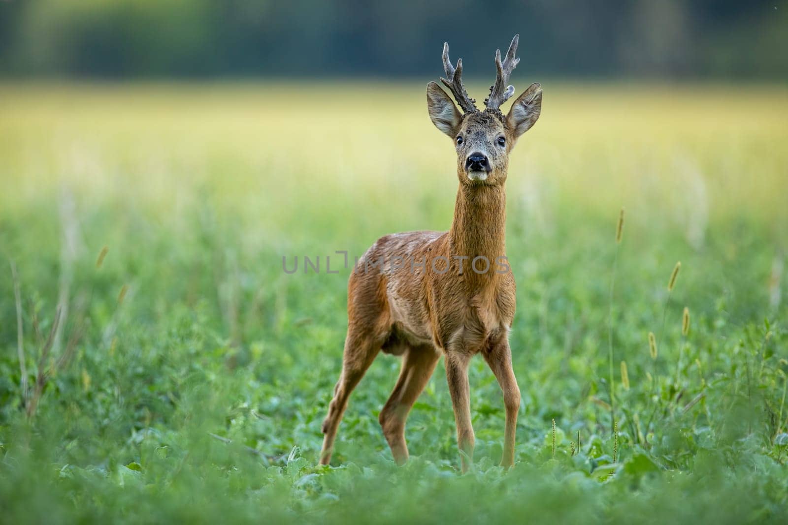 Dominant roe deer, capreolus capreolus, buck with massive antlers sniffing on green agricultural field in summer from low angle view with space for copy. Territorial strong male deer animal in nature
