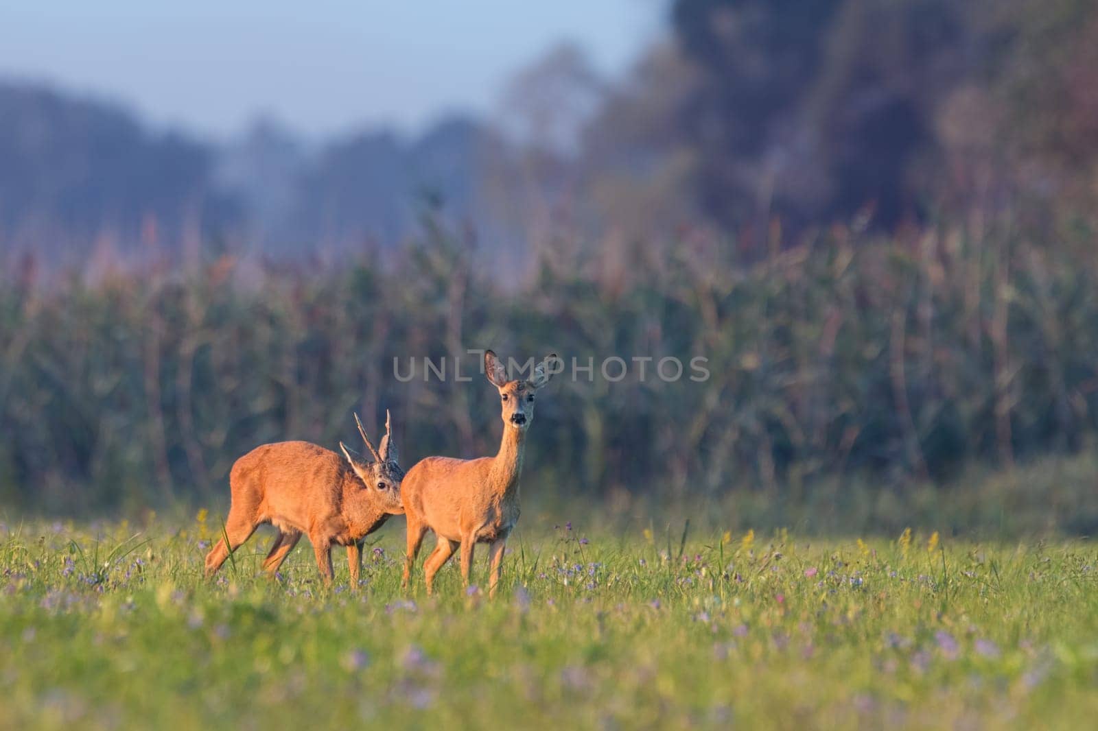 Mammal European roe deer, capreolus capreolus, male sniffing female on the meadow in the summer. Couple of buck and doe standing on the hay field in the pairing season with blurred background.