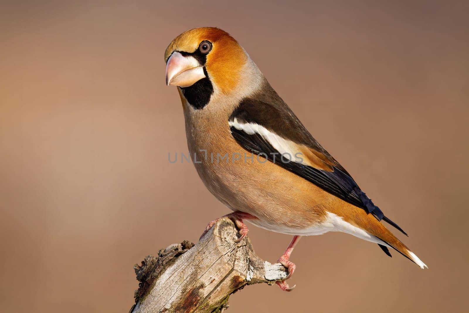 Side view of male hawfinch, coccothraustes coccothraustes, sitting on a branch in winter with copy space. Colorful garden bird with big beak looking to camera at sunset.