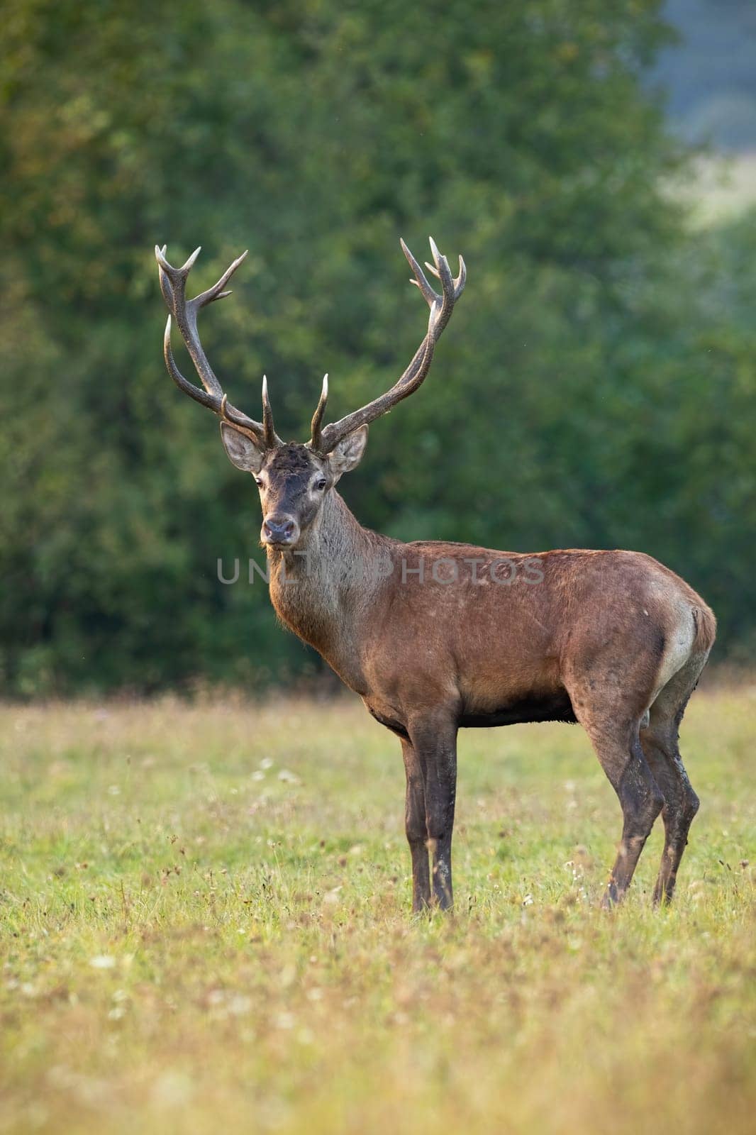 Portrait of red deer, cervus elaphus, stag with antlers looking at camera on green meadow in summer. Front view from low angle of wild male mammal deer backlit at sunset with shallow depth of field.