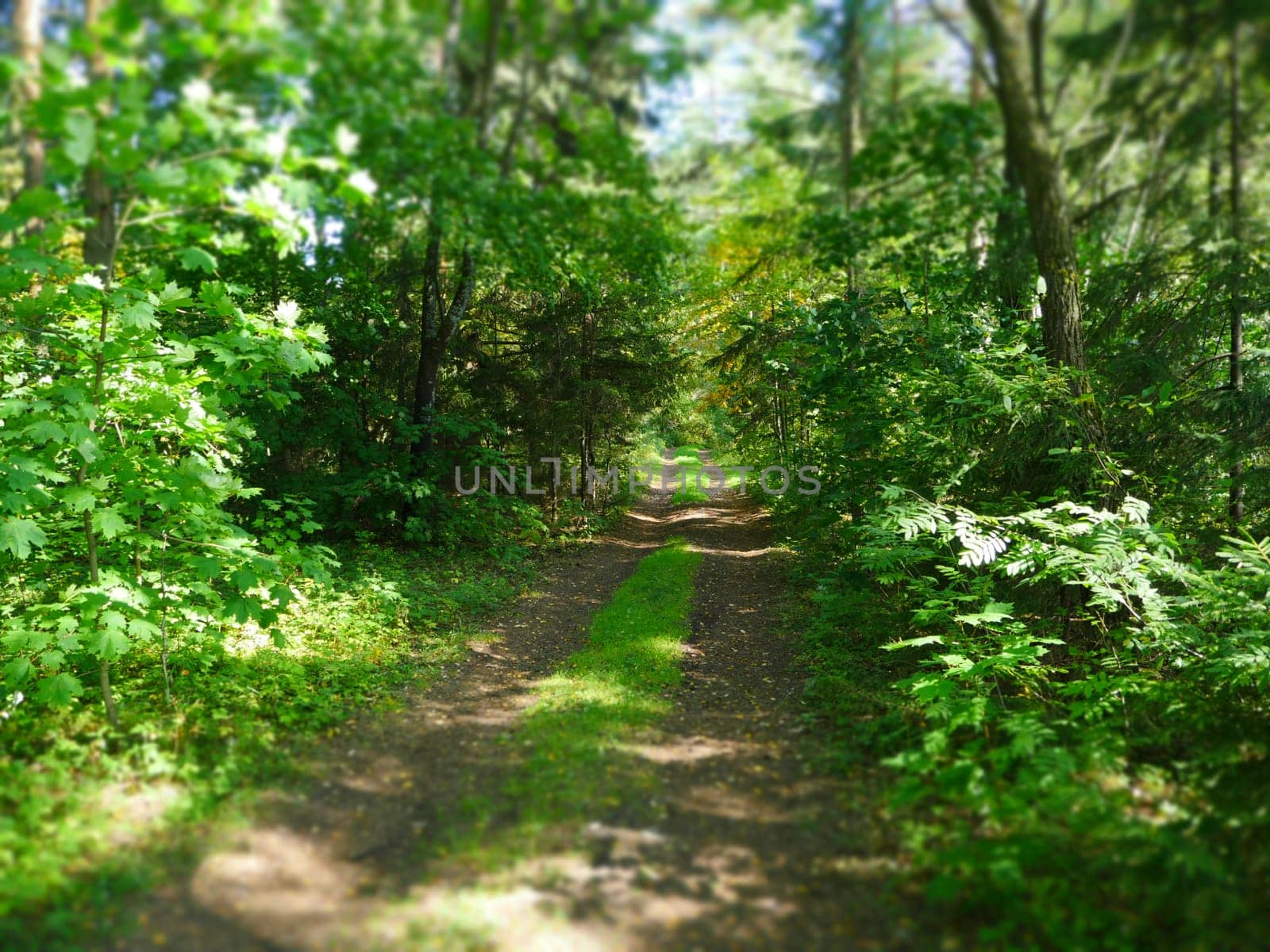 rural road through the forest leaves into the distance tilt