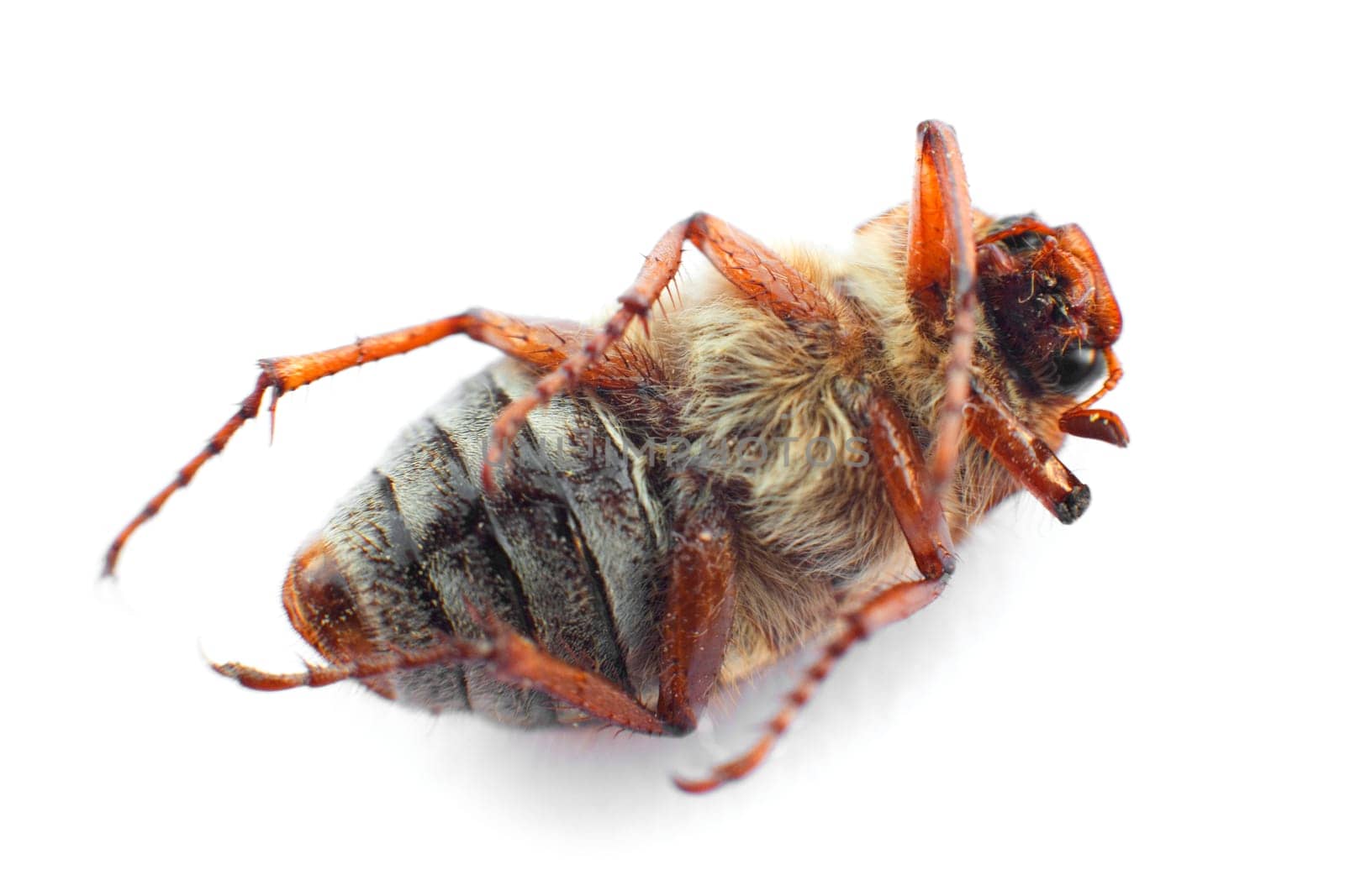 On the back lying cockchafer (lat: Melolontha) isolated on white.