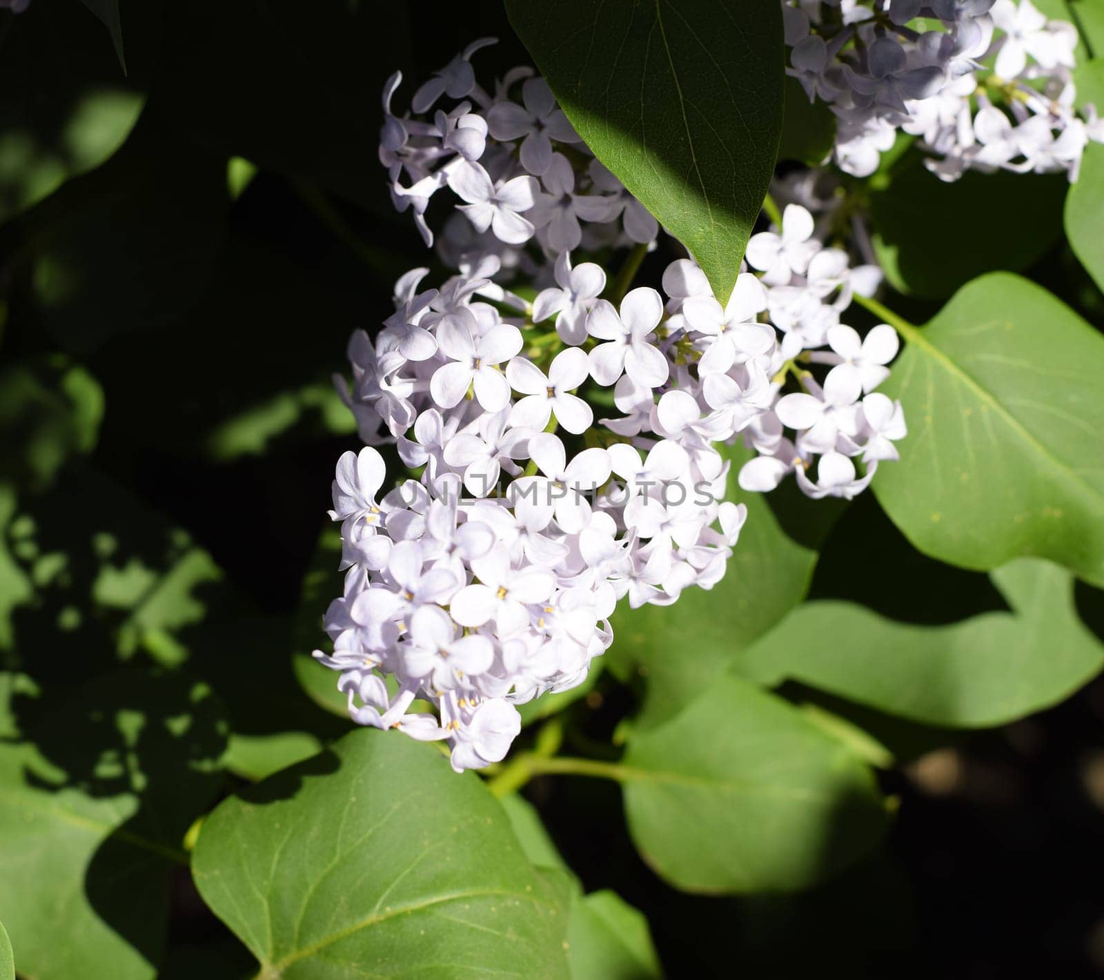 Flowers blooming lilac. Beautiful purple lilac flowers outdoors. Lilac flowers on the branches